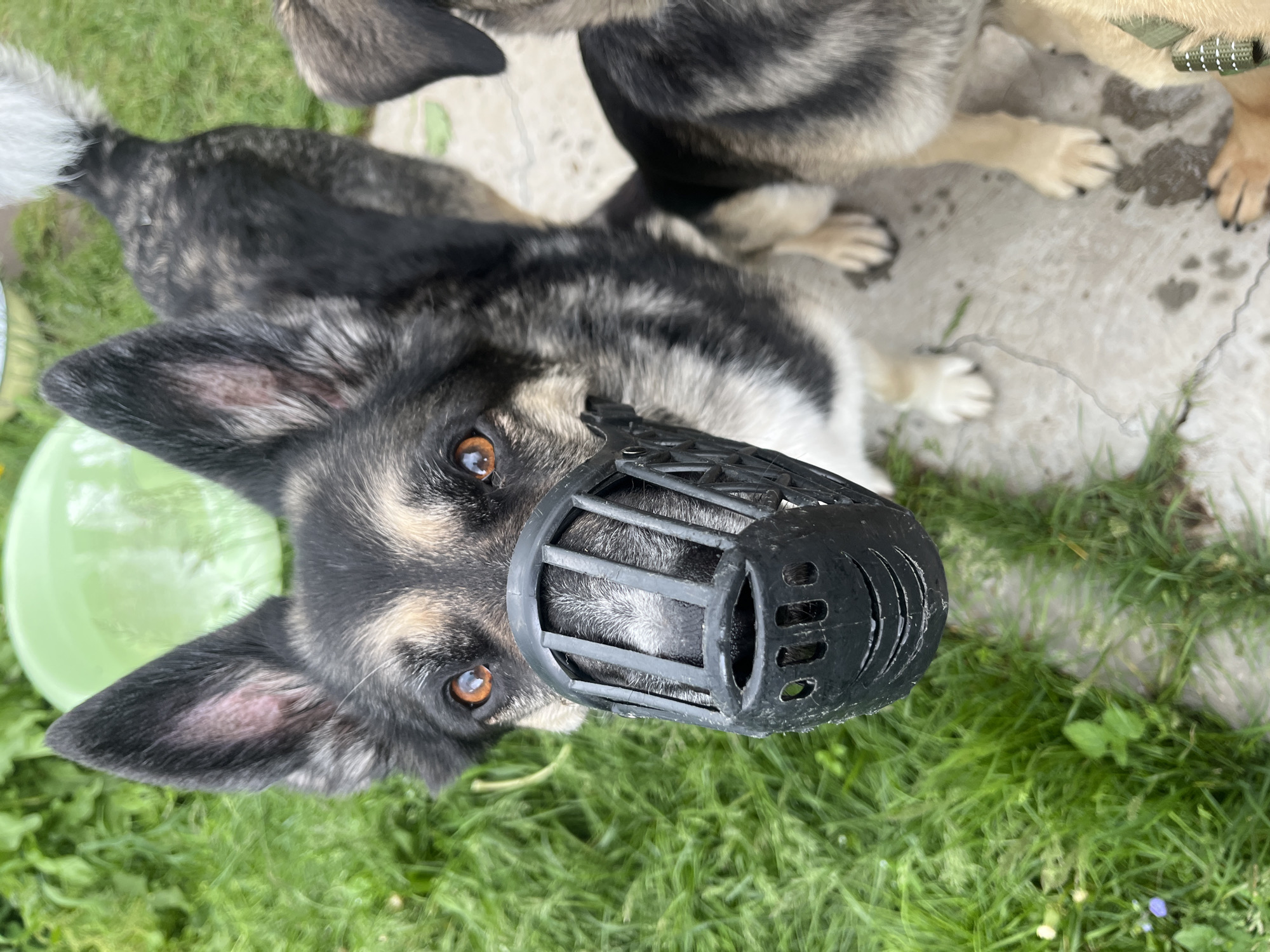 The image captures two dogs outdoors in Nizhny Tagil, Russia. A large-breed dog, primarily black and tan with grey undercoat markings and white front paws, occupies the foreground and center. Its amber eyes are directly focused on the viewer. The dog is wearing a black, hard plastic basket muzzle that covers its snout, featuring multiple circular and horizontal ventilation apertures. Its erect, pointed ears display areas of lighter, reddish-pink skin or sparse fur internally. To the right of the primary dog, a second, partially visible dog of similar coloration is present. Its light-colored paws are visible on the concrete surface, and a green fabric strap, resembling a leash or collar, is visible near its lower body. Both dogs are standing on a light grey concrete surface that exhibits scattered damp spots or stains. The immediate surroundings consist of vibrant green grass, which extends into the background. A light green, translucent plastic bowl is partially visible in the upper background, positioned within the grassy area.