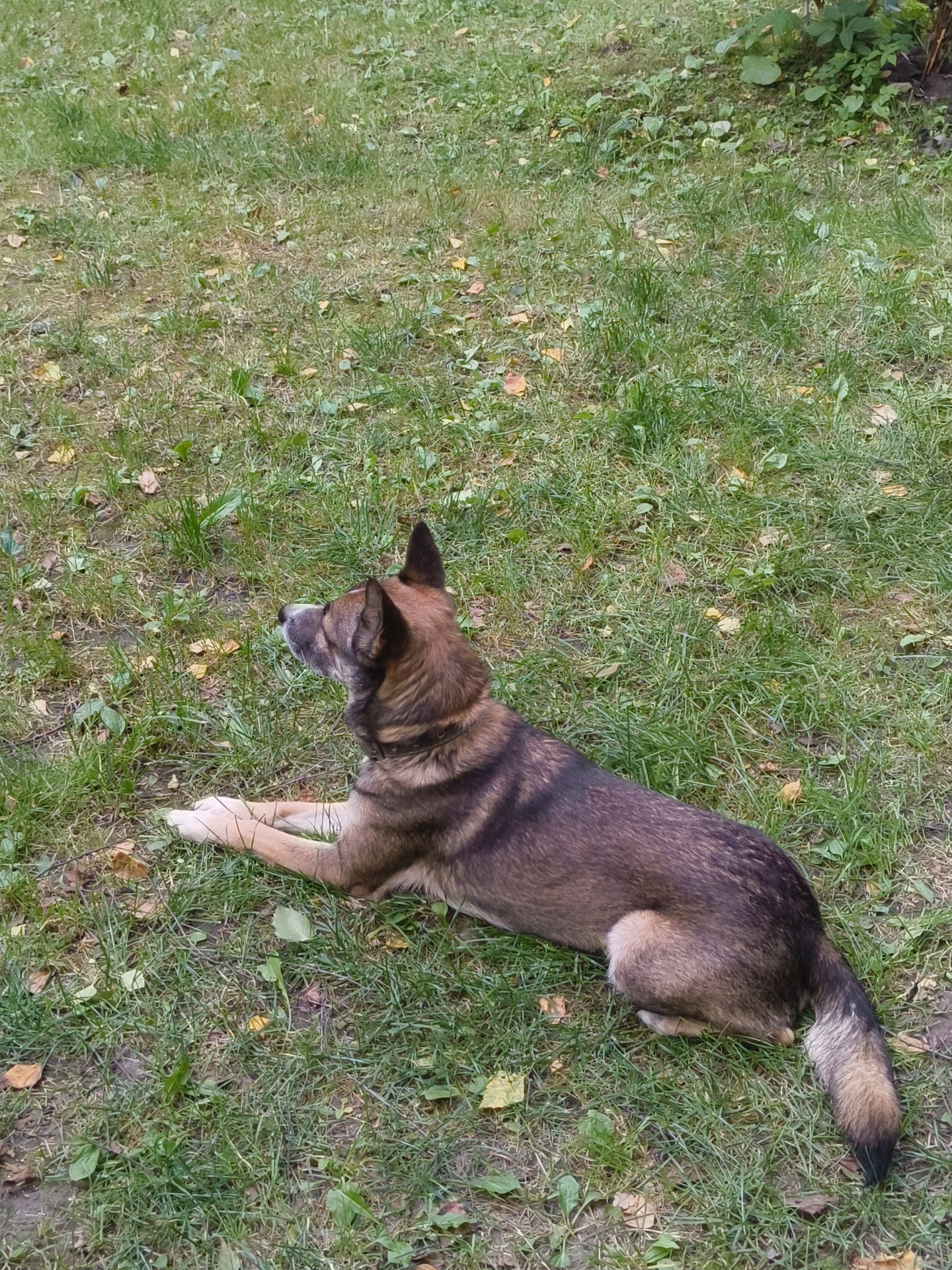A medium-sized dog with brown and black fur lies on a patch of green grass dotted with fallen leaves. The dog is facing to the left of the frame, looking upwards. Its front paws are crossed, and its tail is curled around its hindquarters. The background consists of more grass and some out-of-focus green foliage. The scene appears to be in an outdoor, natural setting, likely a garden or park. The location is identified as SNT Pravdist-1, Russia.