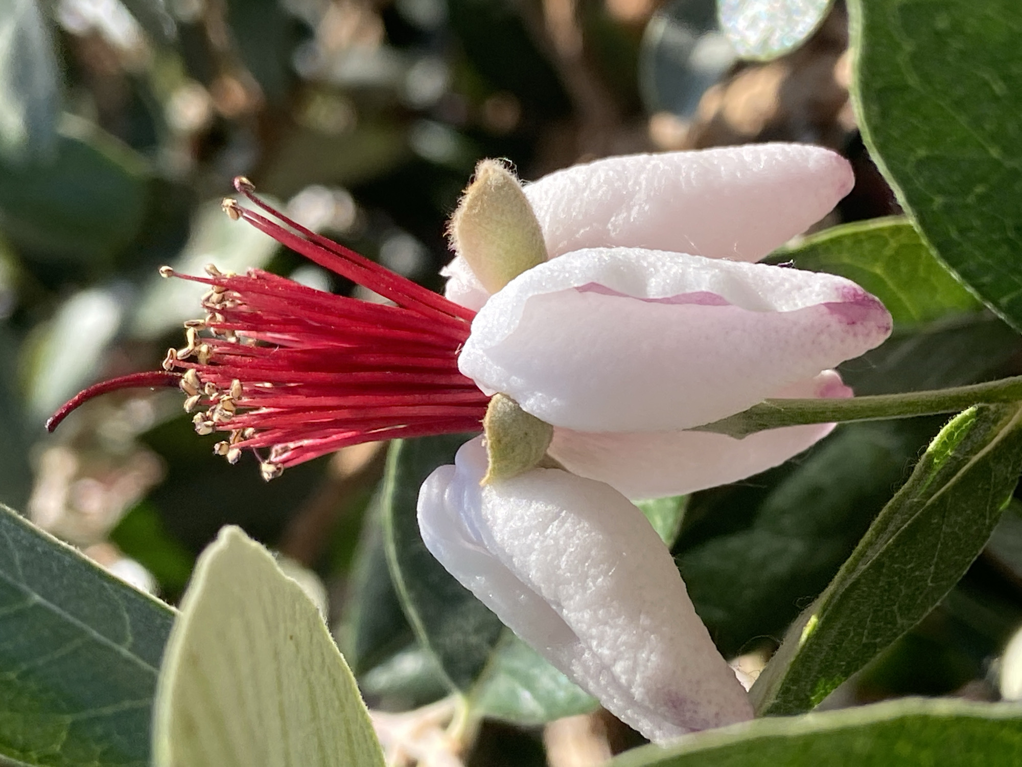 A close-up, outdoor, daylight photograph features a feijoa flower in bloom. The petals are white with a hint of pink near the tips. A cluster of bright red stamens protrudes prominently from the center of the flower. Several green leaves surround the flower, providing a backdrop. The location is Budva, Montenegro.