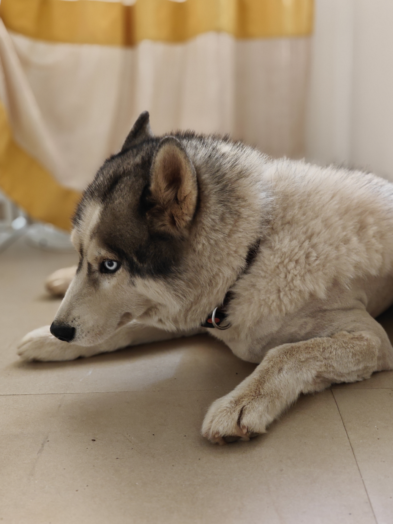 A husky with blue eyes and a black collar is lying on a beige tile floor. The dog has grey and brown markings on its head and a white body. In the background is a beige curtain with a yellow stripe along the top. The location is indoors. No information suggests this image to be in the city of Kalote Mokashi, India.