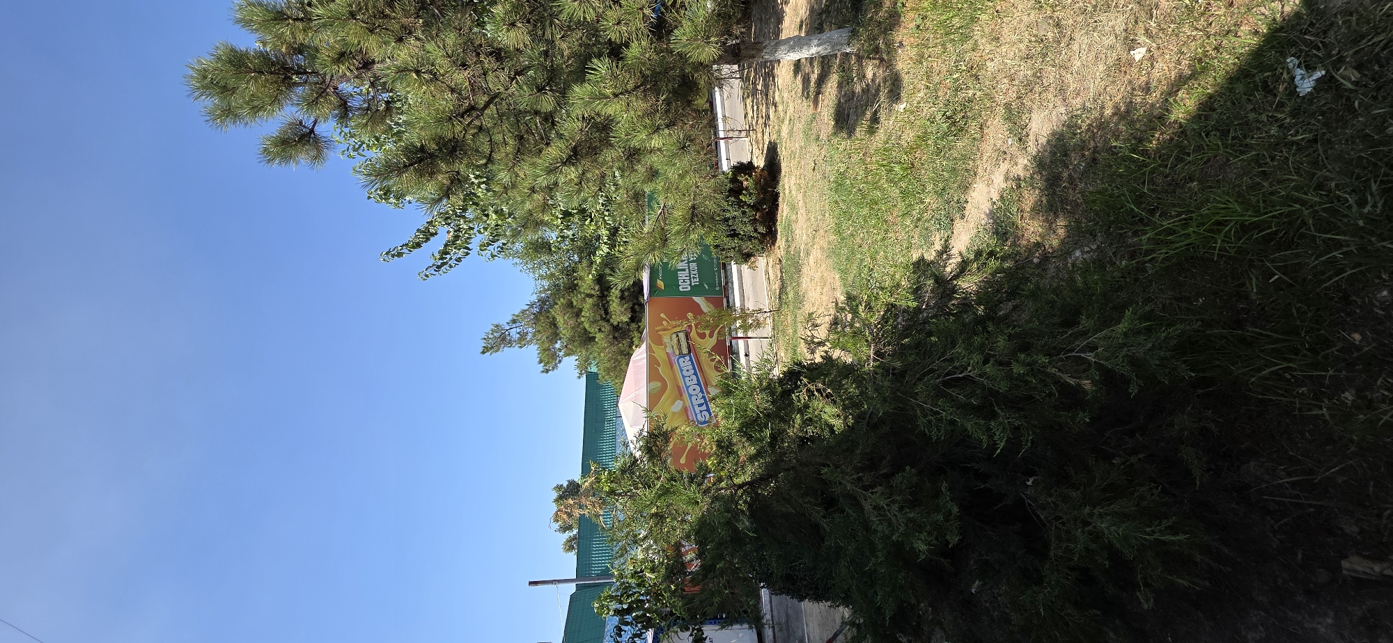 The image depicts a sunny outdoor scene with a bright blue sky dominating the upper portion. In the foreground, a dense evergreen bush is on the left, casting a shadow. To the right, a mature pine tree with green needles stands tall, its trunk painted white. The ground is covered in dry grass with patches of green.
In the middle ground, there's a large advertising billboard featuring a "STROBAR" candy bar with a yellow, liquid-like background. To the right of this billboard, another advertisement shows text in an unfamiliar script, possibly Cyrillic or Latin based. Behind these billboards, a building with a green, corrugated roof is visible. A light-colored awning or tent structure is also partially visible.
The location appears to be a public area, possibly near a street or a marketplace, given the presence of advertisements and the building. Based on the style of the advertisements and architecture, this image is likely from Tashkent, Uzbekistan. The overall impression is one of a warm, sunny day in an urban or semi-urban environment.