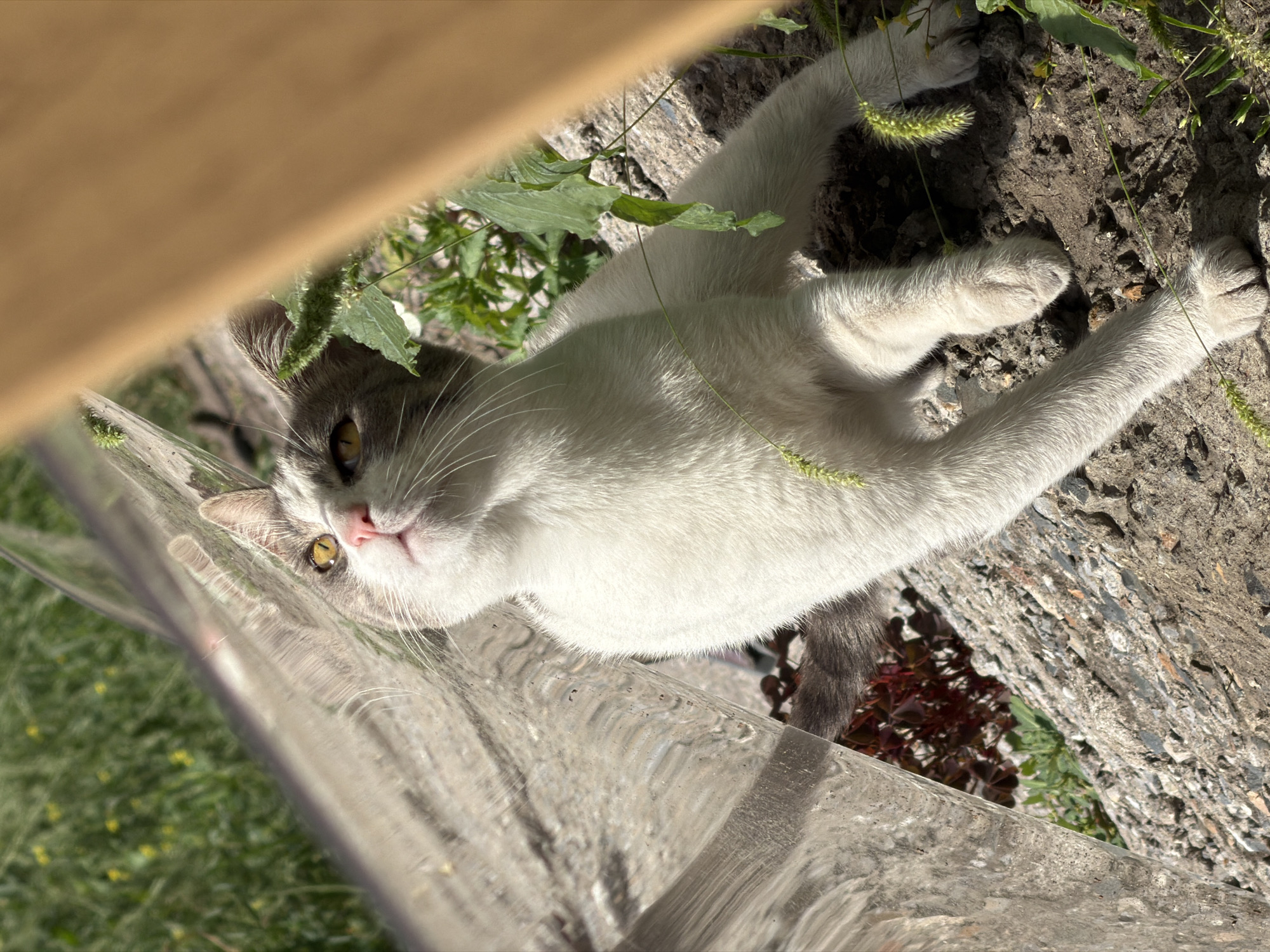 A medium shot captures a white and grey cat with yellow eyes resting on a rocky surface. The cat is looking upwards, towards the right side of the frame, with its body slightly angled. Green grass and a wooden structure are visible in the background. A reflective surface, possibly glass or plastic, is positioned to the left of the cat, distorting the reflection of the surrounding environment. The lighting suggests an outdoor setting, with sunlight casting shadows. The scene appears to be in a park or a residential yard.