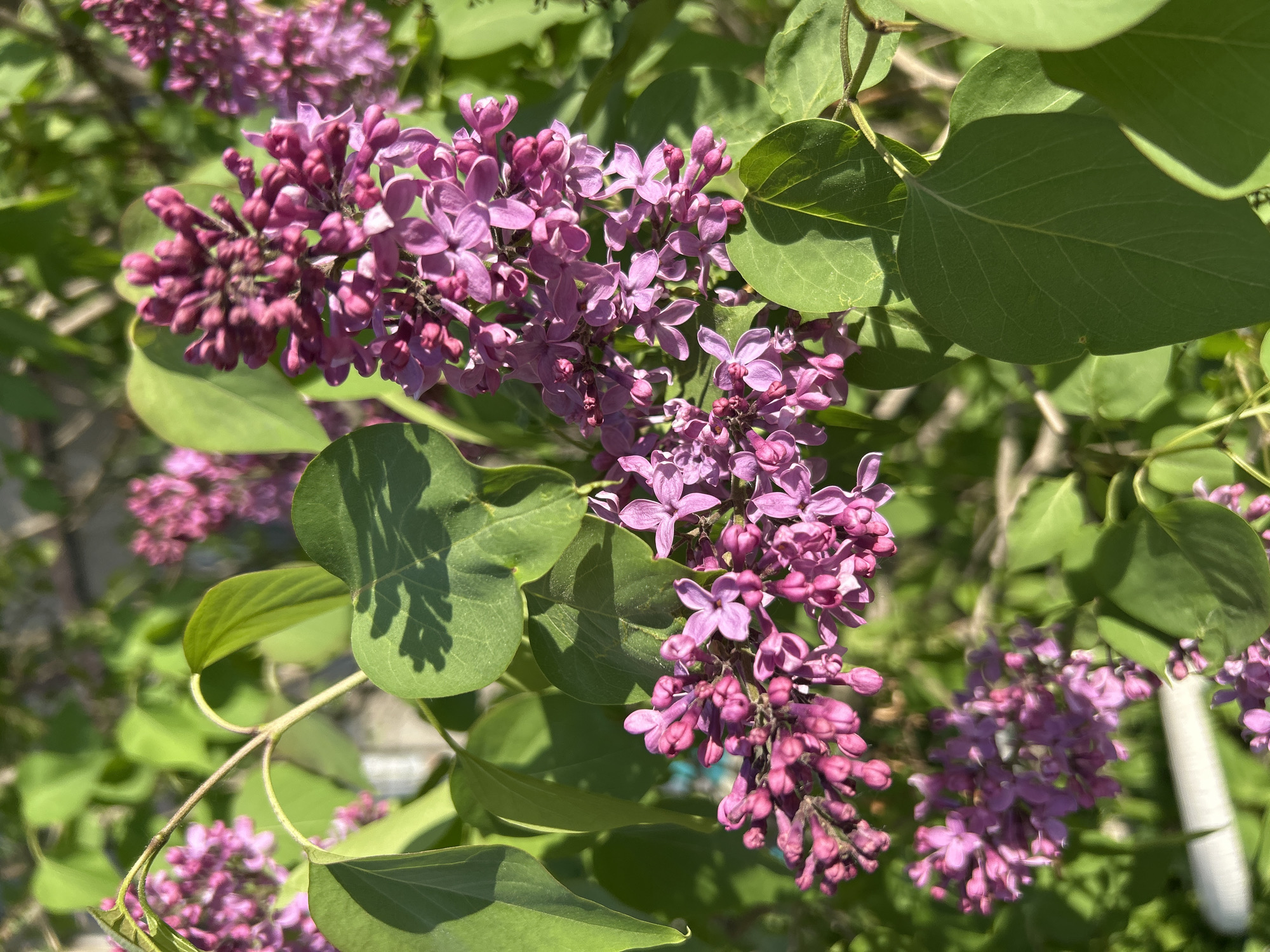 A close-up, sunlit photograph captures a blooming lilac bush with clusters of vibrant purple flowers and lush green leaves. The lilac blossoms are in various stages of opening, with some tightly budded and others fully unfurled, revealing delicate petals. The green leaves are broad and heart-shaped, with visible veins and subtle shadows cast upon them, indicating direct sunlight. The background is softly blurred, hinting at more foliage and possibly a fence or wall, suggesting an outdoor setting in a residential or park area. There are no people or animals visible in the frame, and no specific landmarks are identifiable to pinpoint a location within Angarsk, Russia. The image focuses solely on the natural beauty of the lilac bush.