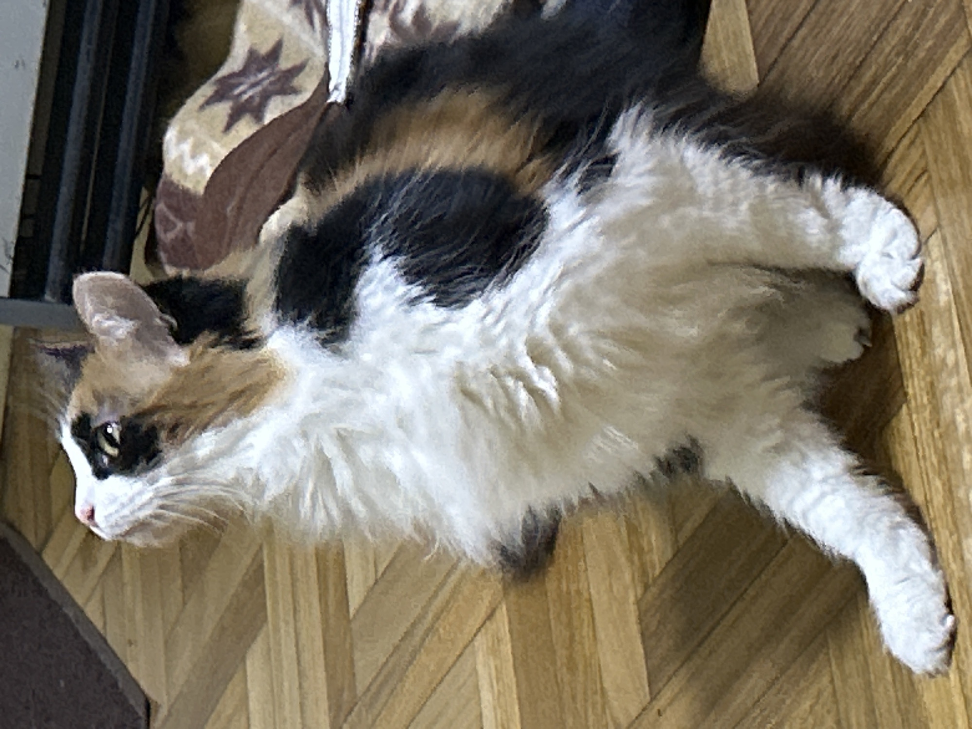 A calico cat with long fur sits on a hardwood floor, looking upwards and to the left. The cat's fur is a mix of white, black, and orange/tan patches. Its chest and front legs are predominantly white and fluffy. The background includes a brown patterned blanket and a dark vertical object, possibly furniture or a wall. The lighting suggests an indoor setting. There is no identifiable location in Buenos Aires, Argentina.