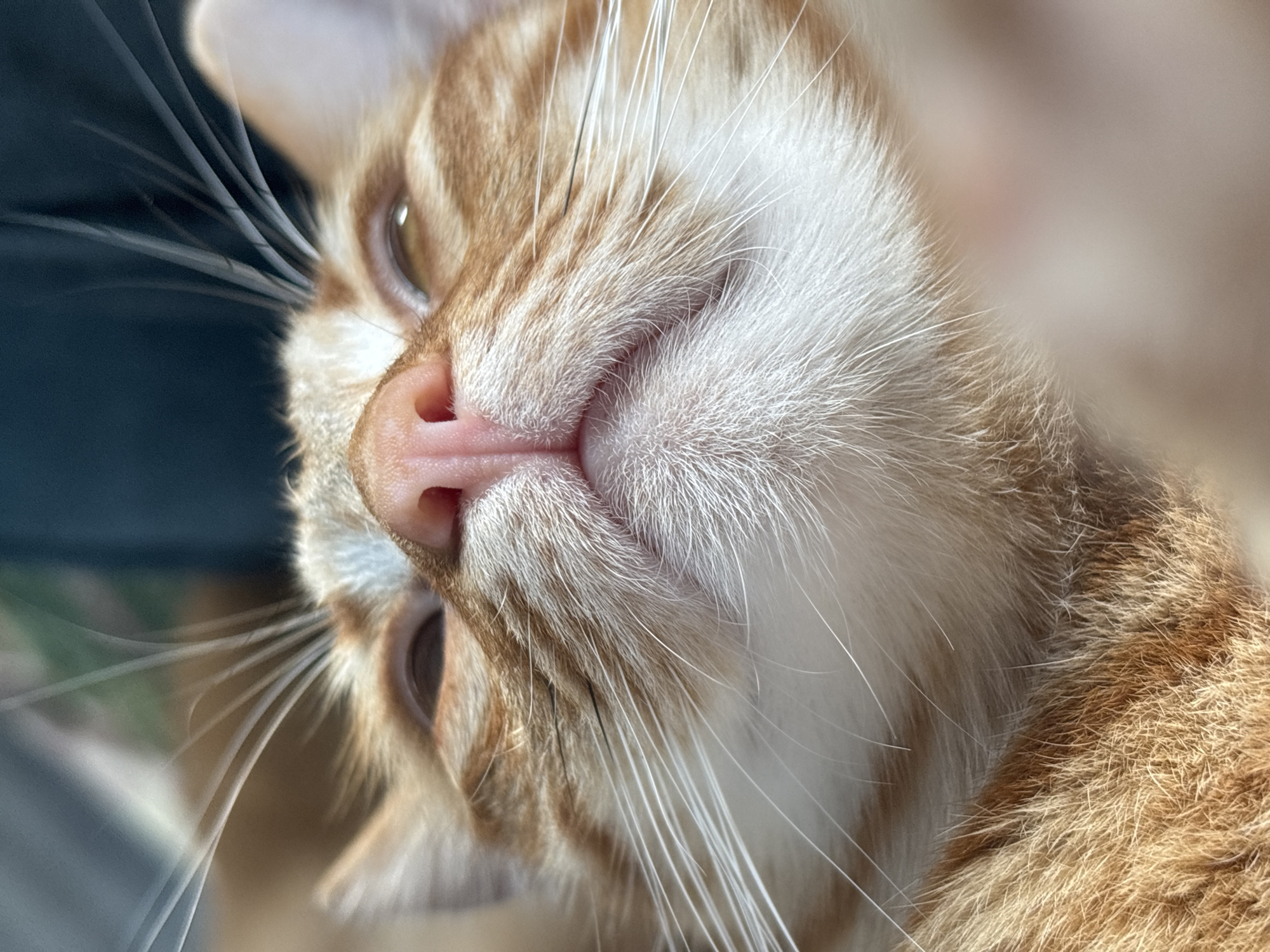 A close-up, upside-down view of an orange tabby cat's face. The cat has a pink nose, white whiskers, and brown eyes. The cat's fur is orange and white. The background is blurry. The location is Natukhayevskaya, Russia.