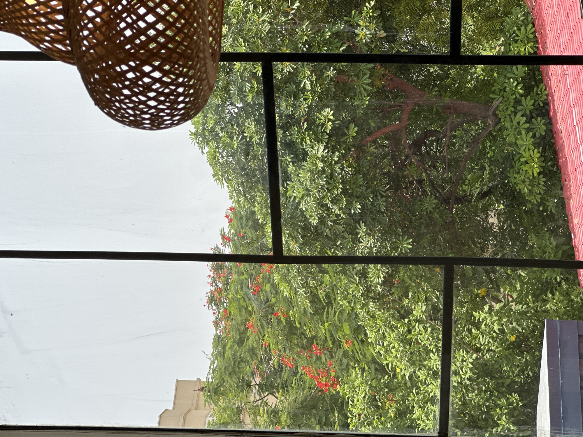 The image, taken from inside a building in Agra, India, through a window pane, reveals an outdoor scene dominated by lush green foliage. The view is divided by the dark, thin mullions of the window, creating a grid-like effect.
In the background, a multi-story building with a pale beige facade is partially visible against a bright, overcast sky. Dense trees with vibrant green leaves and clusters of bright red flowers fill the midground. The red flowers are particularly noticeable, scattered throughout the upper canopy of one of the trees, suggesting a blooming season.
A large, mature tree with a visible, gnarled trunk and branches stands prominently in the center-right of the frame, its broad leaves creating a dense green mass. The foreground is partially obscured by the window frame and a horizontal beam. Below the trees, a lower layer of smaller, bushy green plants is visible.
In the upper right corner of the image, a portion of a woven, spherical lampshade, made of light brown material, hangs into the frame, hinting at the interior setting from which the photograph was taken. The lower edge of the window frame shows a hint of a grey structure, possibly a windowsill or ledge. Further down and to the right, the red-tiled roof of a building is visible. No people are present in the scene. The overall impression is one of a verdant, possibly tropical or sub-tropical environment viewed through an architectural frame.