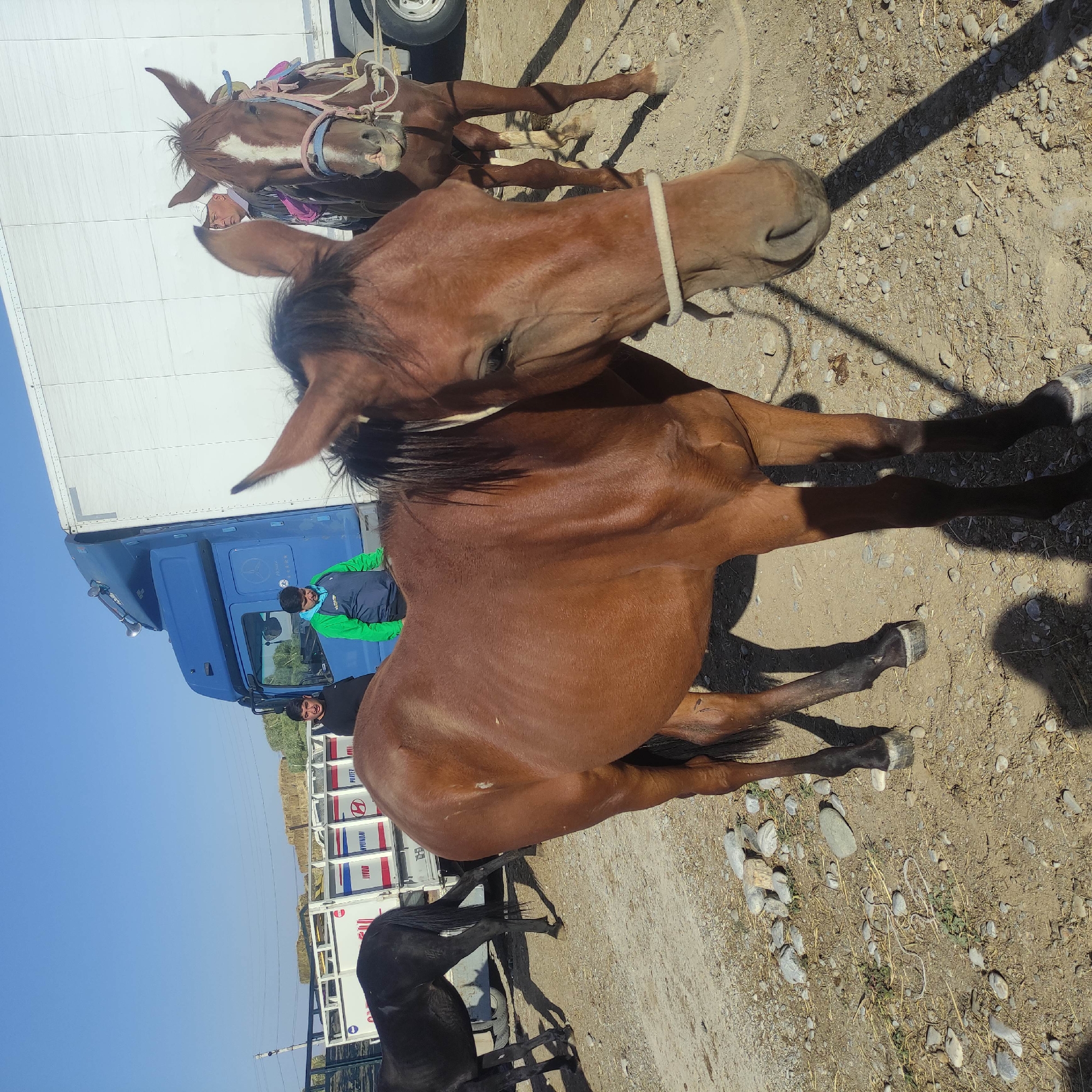 The image captures a sunny outdoor scene, likely in the city of Kara-Bulak, Kyrgyzstan, showing several horses and two men standing near a blue truck with a white cargo container. The foreground is dominated by the rear and side of a brown horse. Behind it, to the left, is a black horse. In the middle ground, two men are visible next to the truck. One man, wearing a dark shirt, stands on the left, and another man in a green and blue jacket stands to his right, facing the horses. The truck is parked on a dusty, gravelly surface scattered with small stones and dry grass. In the background, hay bales are stacked, and a clear blue sky dominates the upper portion of the frame. Another brown horse, facing away from the viewer, is visible behind the foreground horse, wearing a bridle and saddle. The lighting suggests it is daytime, with shadows cast by the truck and horses on the ground.