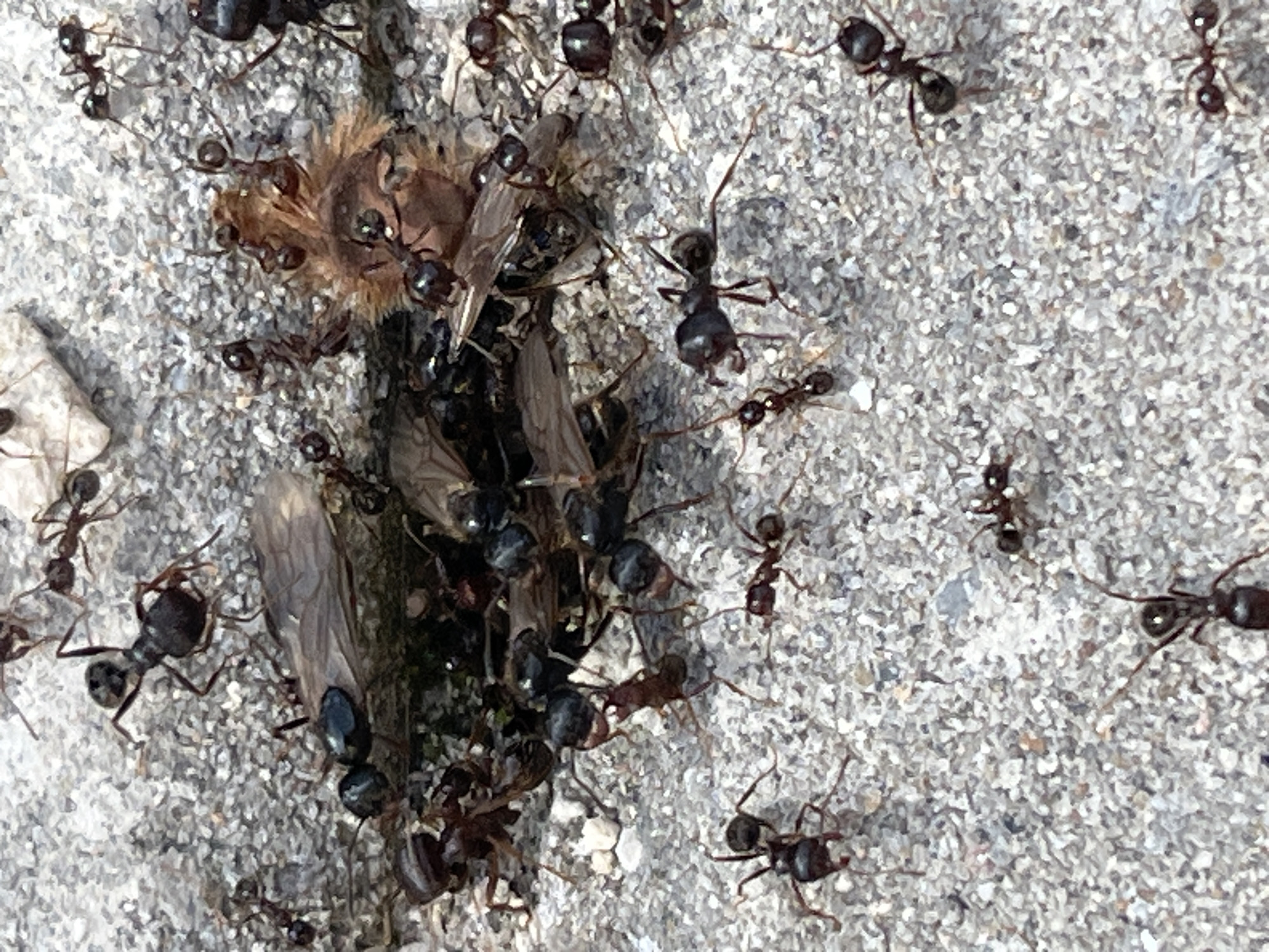 The image shows a cluster of ants gathered around a dead bee on a concrete surface. The ants are black and numerous. The bee is brown, with wings visible. The concrete surface is gray and textured. The location is Pchelnik, Bulgaria.