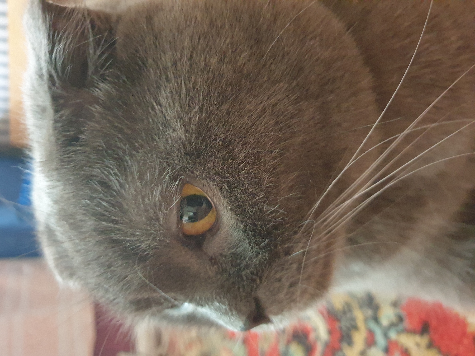 The image is a close-up, side profile photograph of a grey Scottish Fold cat's face. The cat's ear is folded forward. Its right eye, with a golden iris and a dark pupil, is visible and appears to be looking slightly upwards and to the left. Long, white whiskers extend from the cat's muzzle. The background is out of focus and consists of a patterned rug with red, yellow, and green elements, and a blur of blue and brown. The image was taken in Lozovyi Yar, Ukraine.