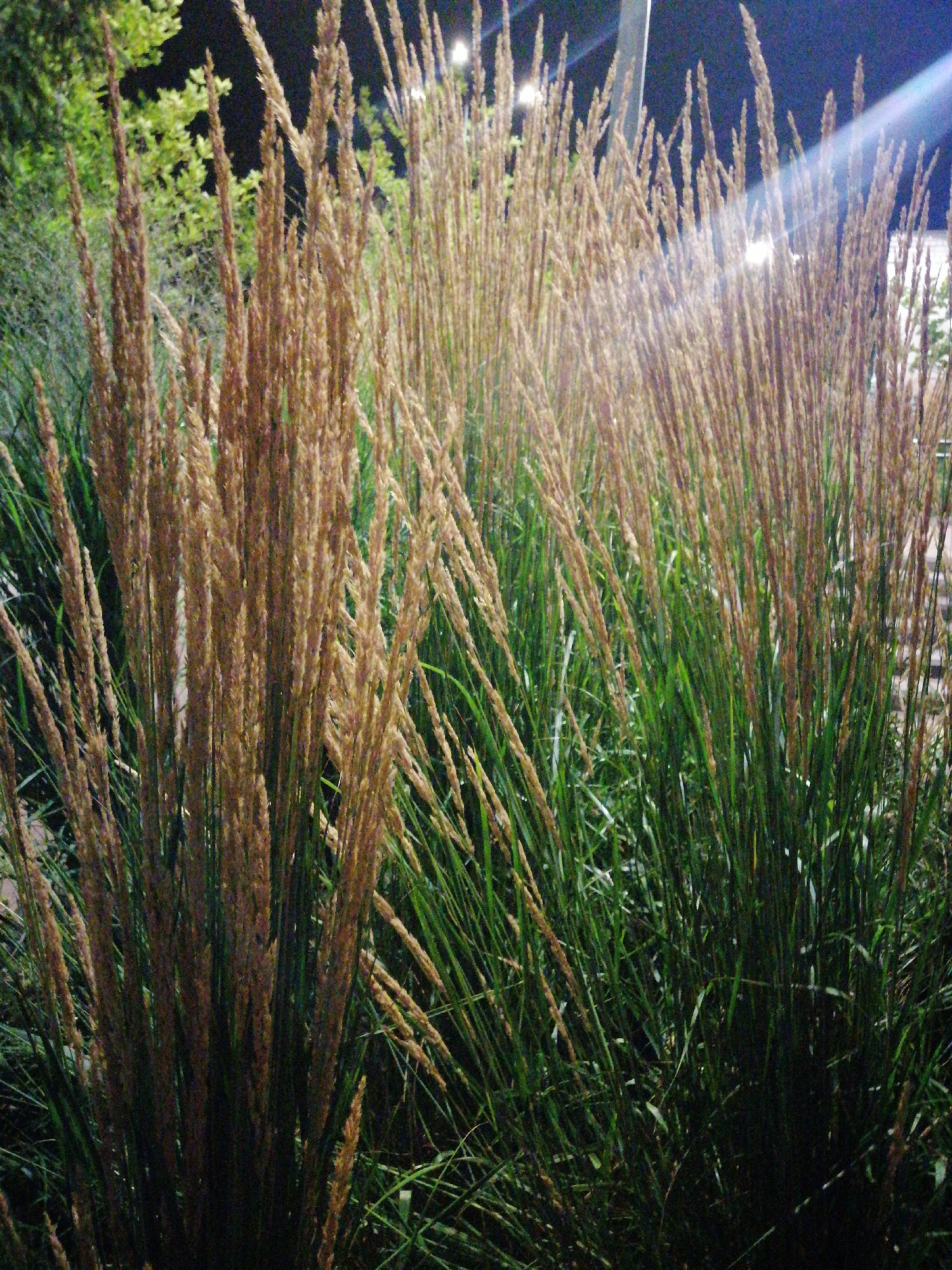 The image shows a close-up view of tall ornamental grasses with feathery seed heads, illuminated by artificial lighting. The grasses are densely packed, with some stalks appearing golden brown and others a vibrant green. In the background, blurry foliage suggests trees or shrubs, and a pale vertical structure could be a lamppost or building facade. The scene is dark, with some areas of overexposure from the light sources. The location is identified as Kremenchuk, Ukraine, suggesting an outdoor urban setting at night or twilight. There are no people or visible animals in the image.