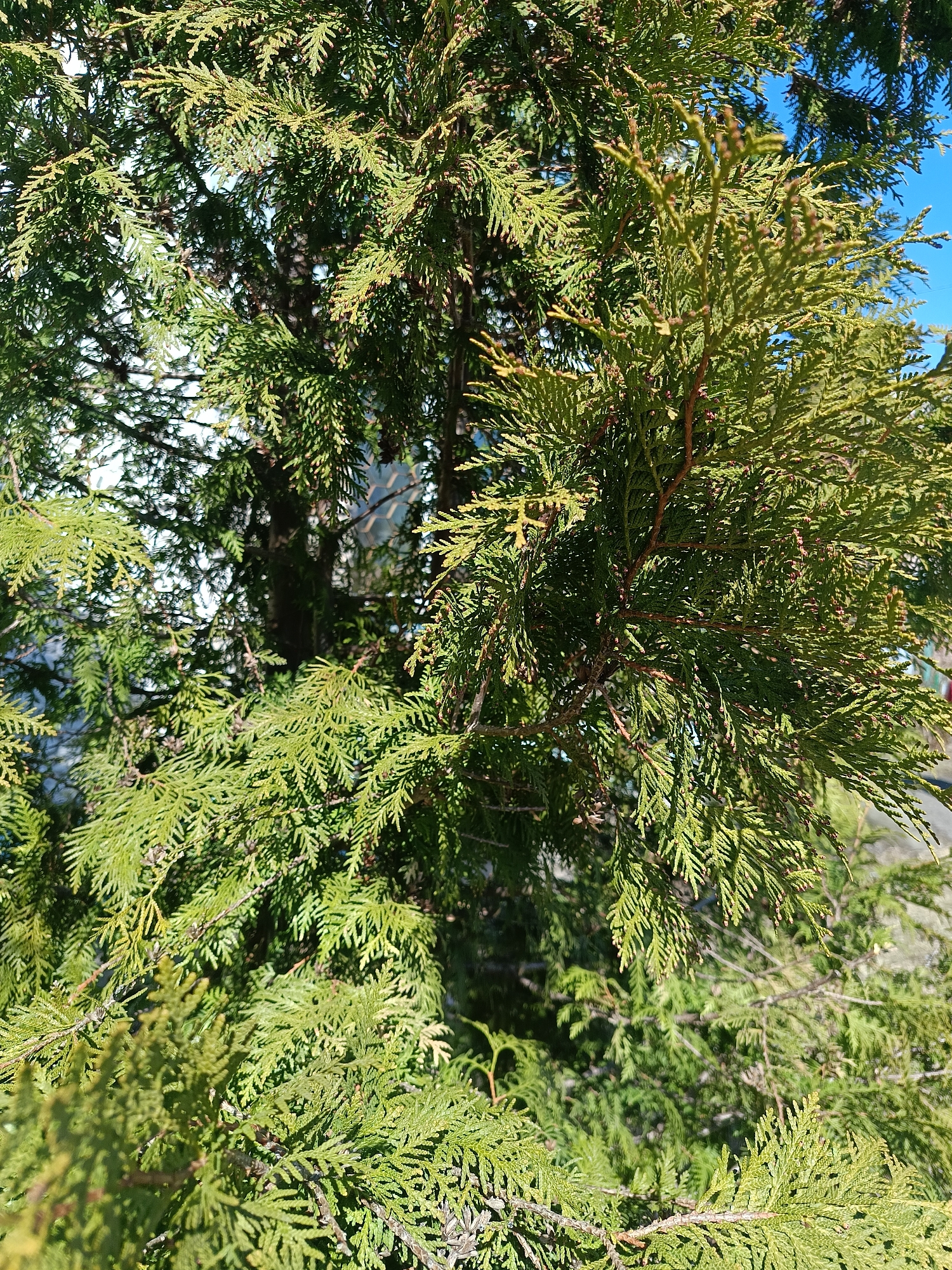 The image shows a close-up view of an evergreen tree, possibly a thuja or cypress, with dense, scale-like foliage. The needles are primarily green with some yellow-green highlights, indicating sun exposure on some branches. The tree's branches are visible, exhibiting brown bark. Background elements hint at an urban environment, including a blurry building exterior with light-colored siding, and a blue sky is visible through gaps in the foliage. The exact location in Chaikovsky, Russia, is impossible to determine from the image alone. There are no people visible in the image.
