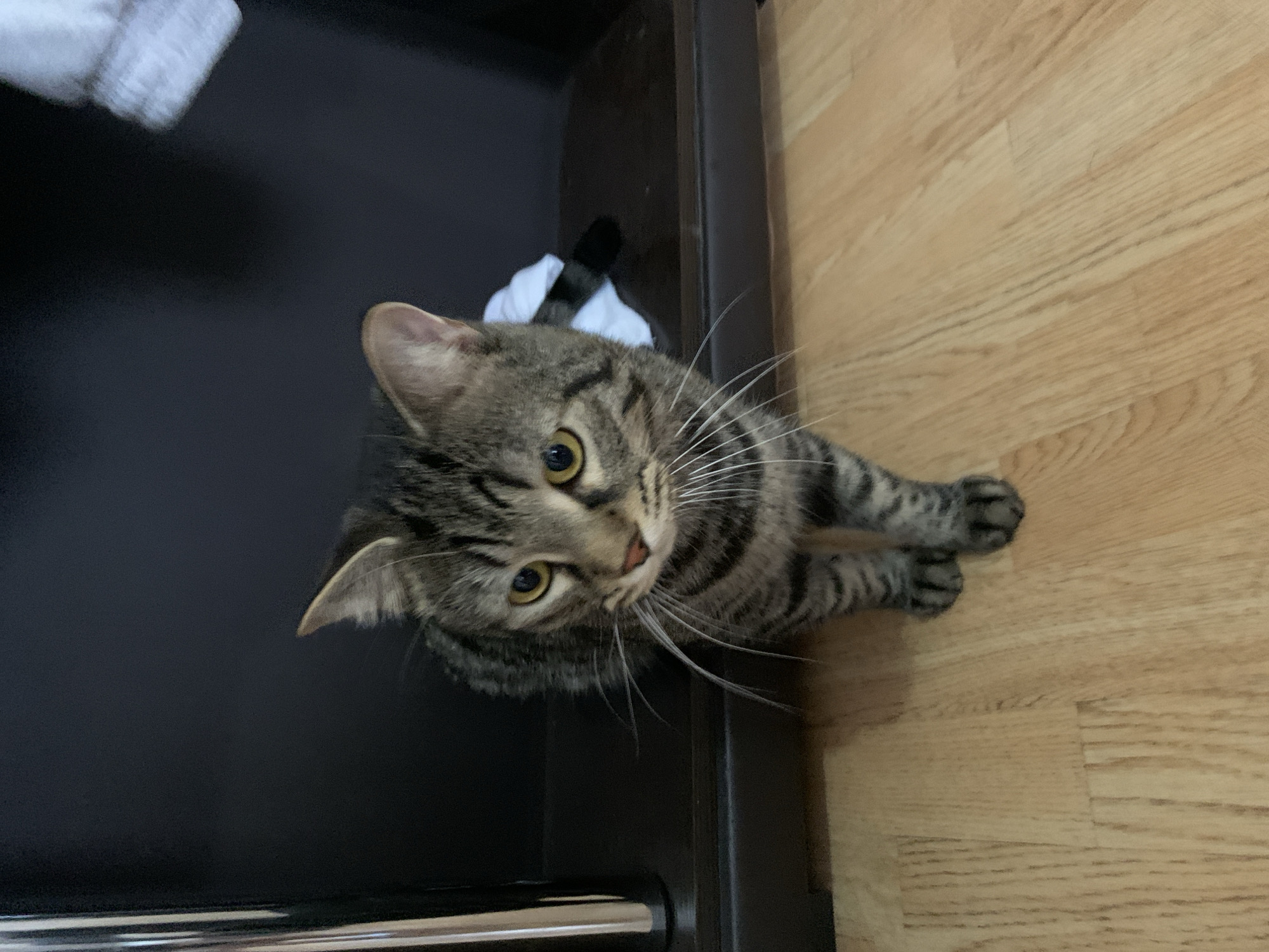 A tabby cat is pictured standing on a hardwood floor in front of a dark brown shelf unit. The cat is facing forward with its head tilted slightly to the left, and its yellow eyes are looking directly at the camera. Its fur is striped with shades of gray, black, and brown, and it has prominent white whiskers. Behind the cat, a white piece of fabric is partially visible on the shelf. To the left of the cat, a thin, vertical metal object, possibly part of a piece of furniture or a rack, is also visible. The lighting in the scene appears to be artificial, casting soft shadows.