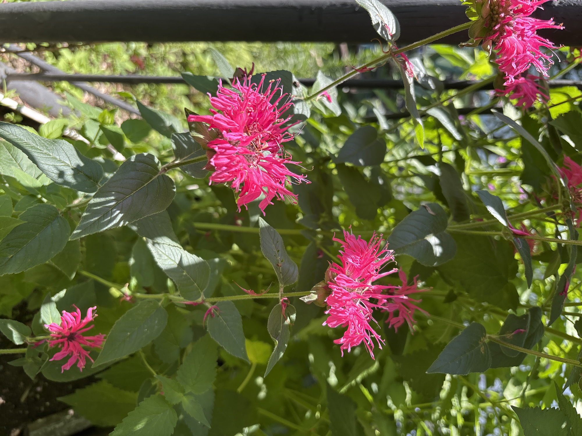 A close-up, eye-level, outdoor shot captures a patch of vibrant pink bee balm flowers in Blagoveshchensk, Russia. The flowers, characterized by their spiky, starburst-like petals, are in full bloom and appear to be the main focus. Lush green foliage surrounds the flowers, creating a natural, garden-like setting. The background is softly blurred, suggesting a shallow depth of field, with hints of sunlight filtering through the leaves. A dark, vertical object, possibly a fence post or railing, is visible on the left side of the frame, adding a structural element to the organic scene. The lighting suggests a bright, sunny day. There are no people or animals present in the image.