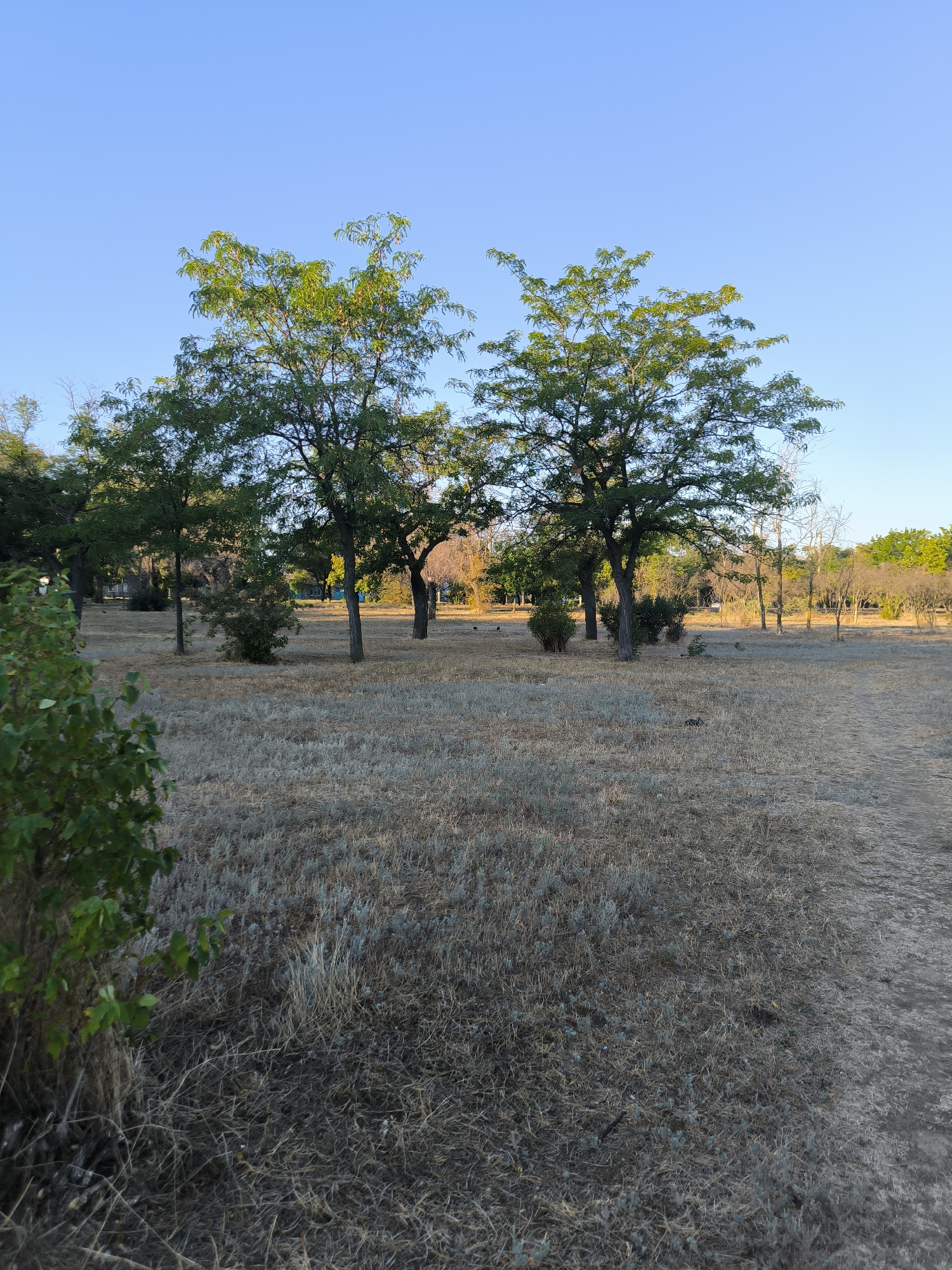 The image shows a dry, grassy field with several trees scattered throughout. The sky is a clear blue, and the sun appears to be low in the sky, casting long shadows. In the background, there are some buildings and more trees. The overall impression is one of a park or rural area. The image was taken in Mykolaiv, Ukraine.