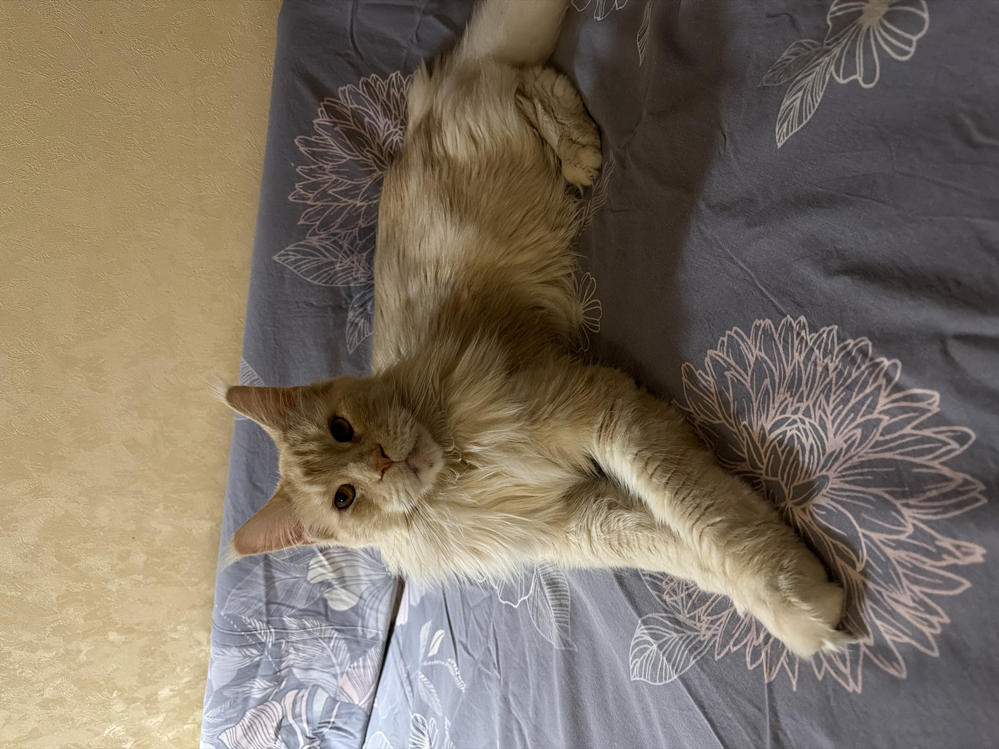 A tan Maine Coon cat is lying on its back on a gray floral-patterned bedsheet. The cat's head is tilted to the left, and its front paws are crossed. The cat's tail is curled beside it. The background includes a yellow wall. The location is Kazan, Russia.