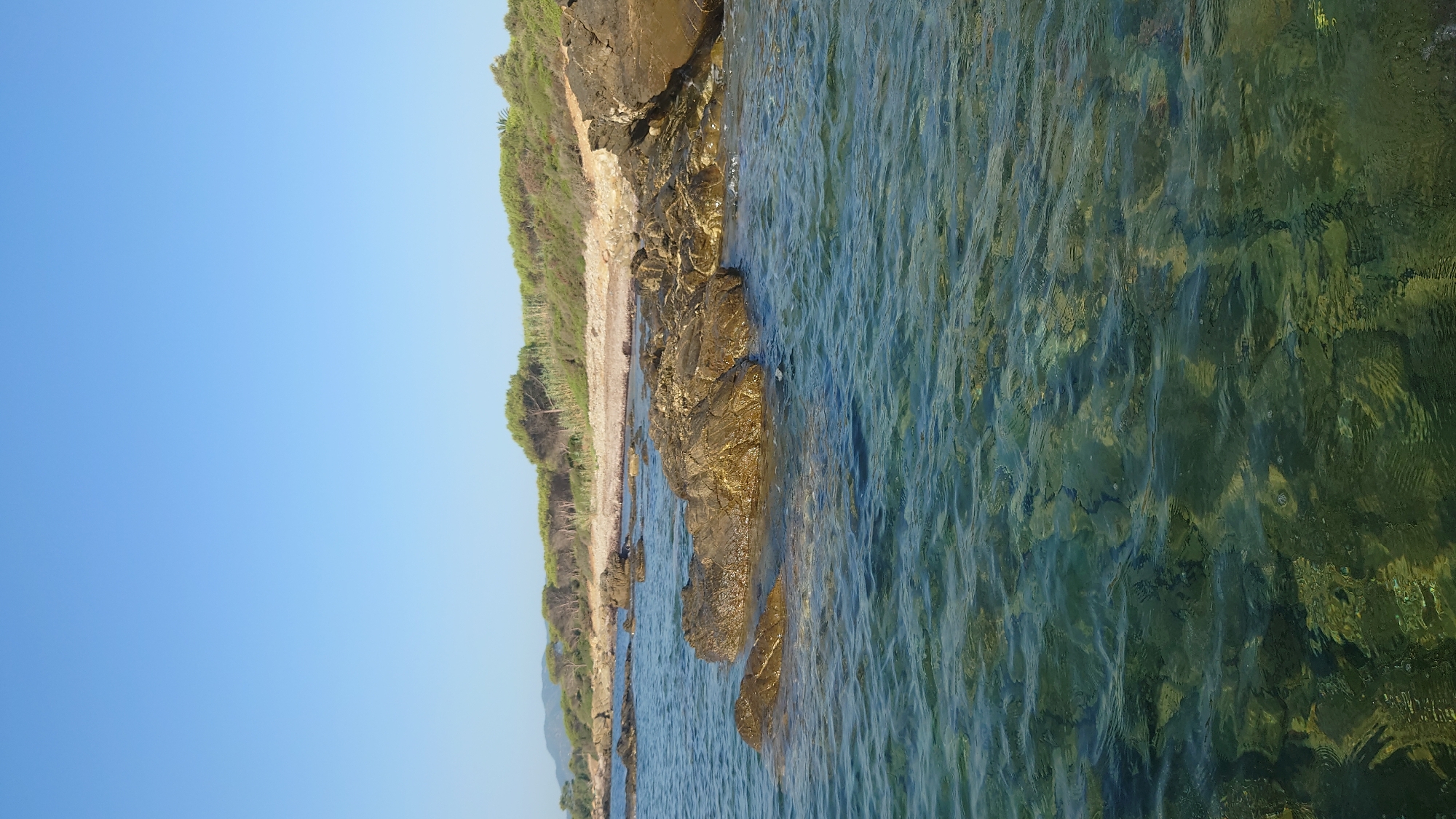 This is a vertical, eye-level, wide shot of a rocky coastline with clear, shallow water. The water in the foreground is translucent, revealing submerged rocks and hints of green algae. Several dark, wet rocks protrude from the water in the mid-ground, with a larger cluster of rocks forming a natural breakwater on the right.
Beyond the rocks, a narrow strip of light-colored pebble beach meets a dense line of green shrubs and trees. In the far background, a faint treeline stretches across a gentle, rolling landscape under a clear, pale blue sky. There are no people visible in the image. The scene captures a tranquil, natural coastal environment.