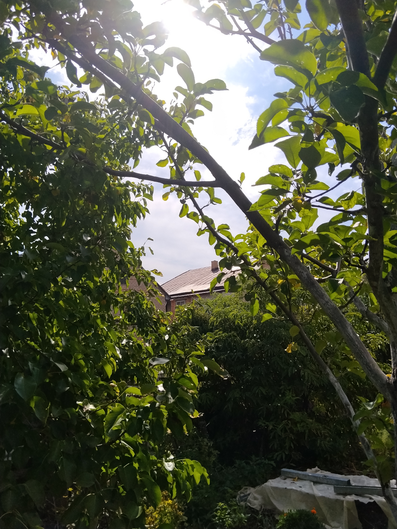 The image shows a backyard scene, likely in Kokshetau, Kazakhstan, on a sunny day. Lush green trees with dappled sunlight filtering through their leaves dominate the foreground and midground. The leaves are vibrant and suggest a warm season. Peeking through the branches and foliage, a residential building with a reddish-brown tiled roof and brick walls is visible in the distance. The sky is bright blue with some scattered white clouds, indicating clear weather. In the lower right corner, a tarp covers some objects, hinting at ongoing outdoor activities or storage. The overall impression is of a serene and lived-in outdoor space, typical of a home's garden. There are no people visible in the image.