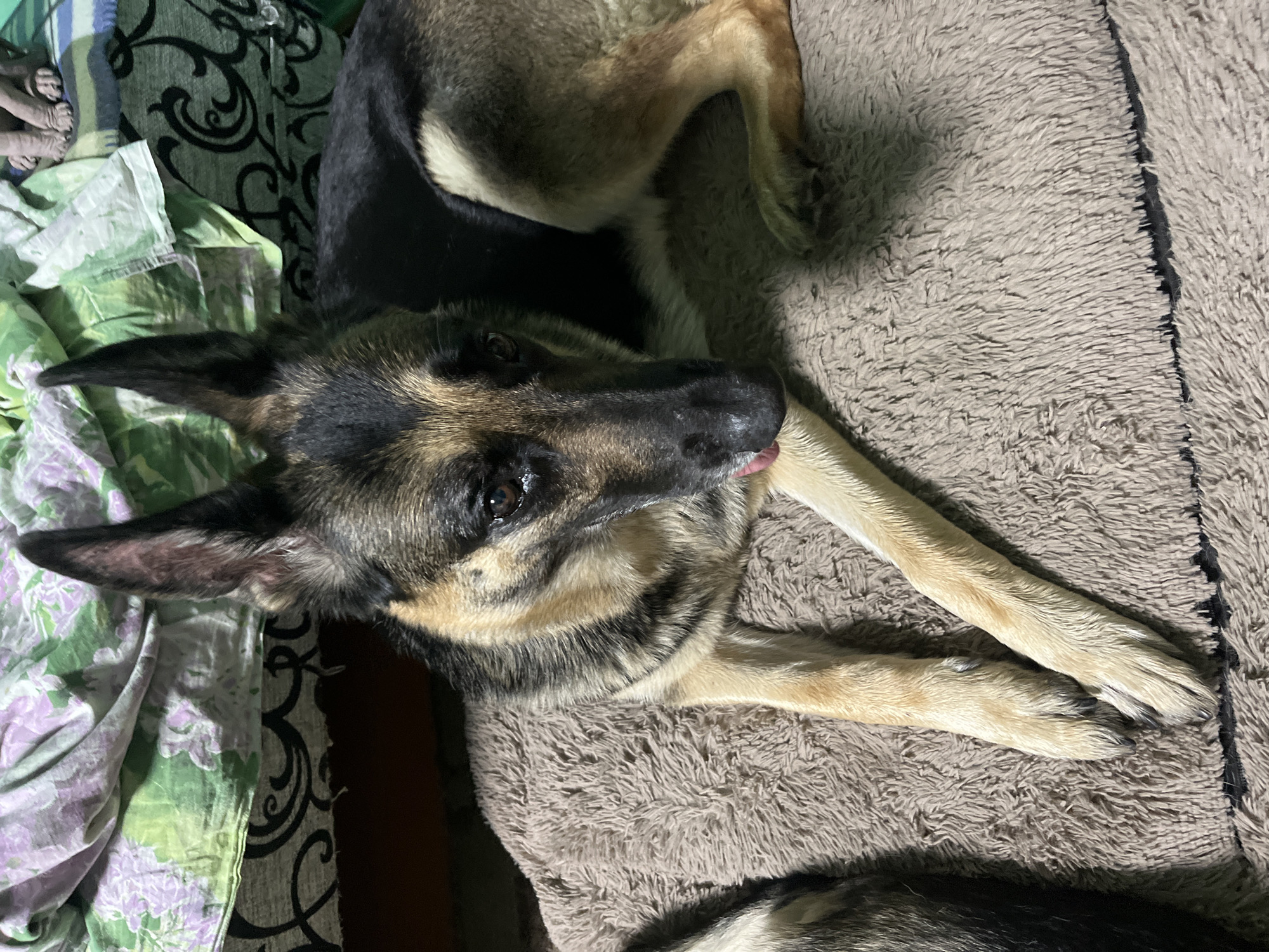 A German Shepherd dog is captured in a top-down view, lying comfortably indoors. The dog exhibits a classic black and tan/sable coat pattern, with dark fur primarily on its back and face, transitioning to lighter tan and cream tones on its legs, chest, and muzzle. Its ears are upright, and its dark eyes look towards the upper left of the frame. A small portion of its pink tongue is visible, slightly extended from its mouth, suggesting a moment of relaxation or self-grooming.
The dog rests on a thick, plush, light brown or grey fuzzy blanket, which appears to be a pet bed or part of a larger soft furnishing. To the left of the dog, a vibrant green fabric with a pattern of white and purple floral or leaf motifs is visible, possibly a bedsheet or another blanket. Below this green fabric, a dark fabric with intricate black swirling patterns can be seen. The overall lighting is dim, indicating an indoor environment, likely during the evening or night, illuminated by artificial light. The dog's posture and facial expression convey a sense of calm and repose. There is no visible text in the image. The location is Nizhny Tagil, Russia.