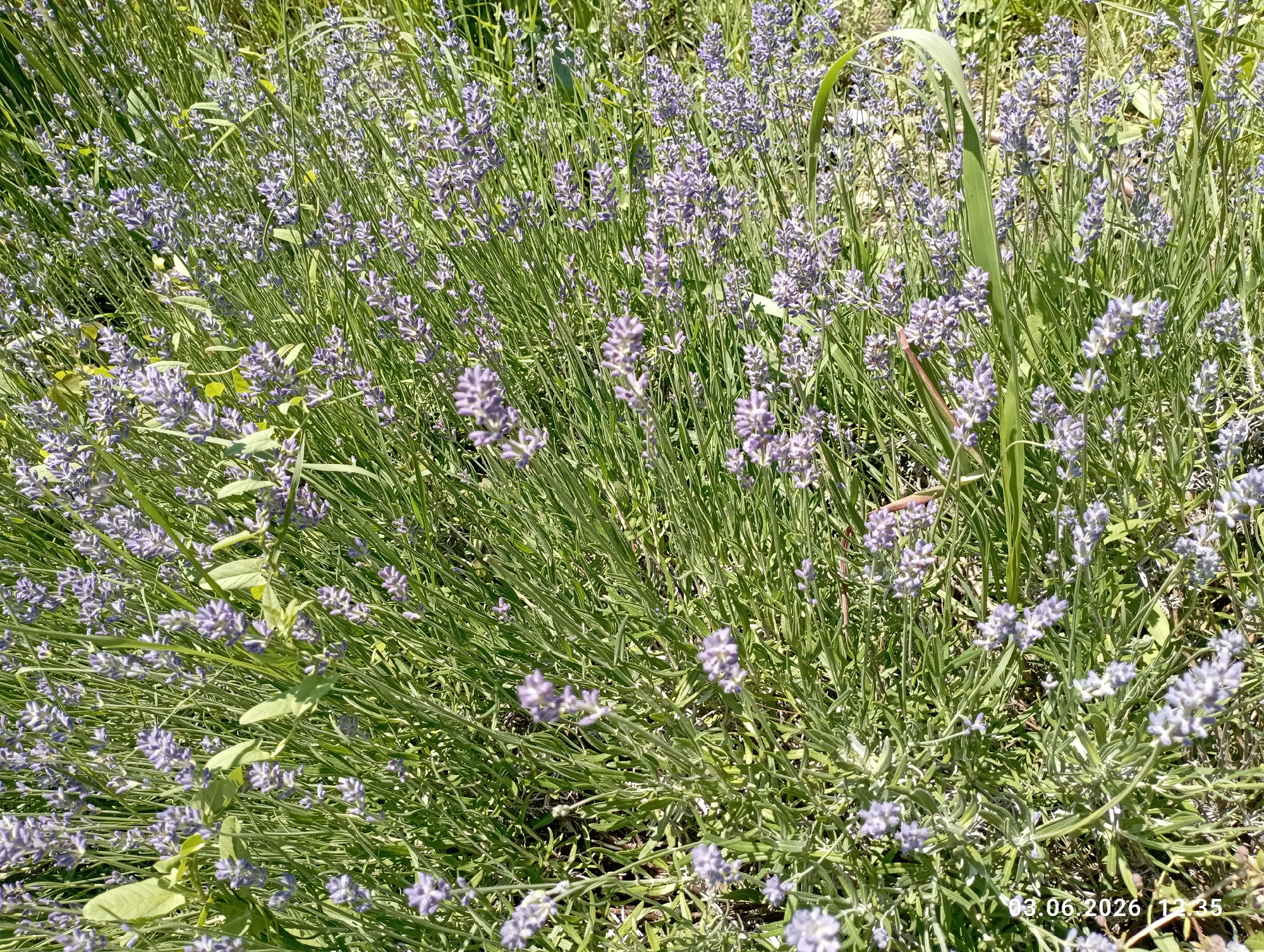 The media file presents a vibrant, full-frame close-up of a dense field or garden populated primarily by lavender plants. The scene is dominated by numerous slender green stems, each topped with clusters of small, purple-blue lavender flowers, many of which appear to be in various stages of bloom. Interspersed among the lavender's characteristic foliage are some broader green leaves and blades of grass, adding to the natural texture of the image.
The setting is outdoors, under bright, clear sunlight, indicated by the well-lit plants and subtle shadows. No specific activity or event is taking place, as the image captures a static natural landscape. There are no people visible.
A notable detail is the digital timestamp located in the bottom right corner of the original image, which reads "03.06.2026 12:35". This indicates the date and time the photograph was taken, confirming it was midday on a sunny day. The overall impression is one of abundant flowering lavender, showcasing its characteristic color and form.