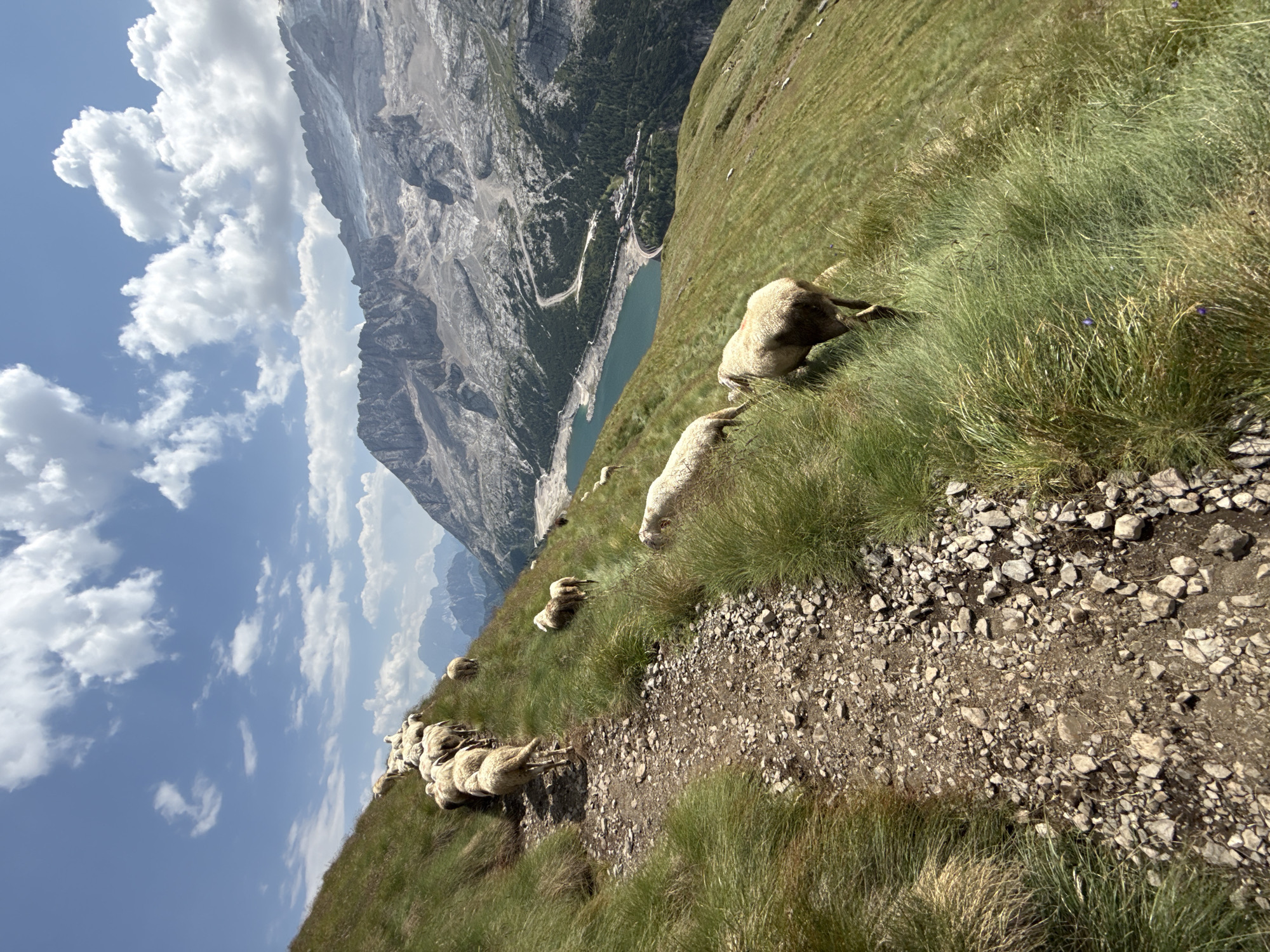 In the Italian Alps near Canazei, a flock of sheep traverses a rocky mountain path on a grassy slope under a bright, cloudy sky. The path, characterized by its loose stones and surrounding tall green grass, leads upward along the steep incline. In the background, a vibrant turquoise lake is visible, nestled amongst rugged mountain peaks. The mountains themselves exhibit a rugged, rocky texture, with some appearing snow-capped. The sky is a brilliant blue, dotted with fluffy white clouds. The scene captures a serene, natural landscape, with the sheep actively moving along the trail.
