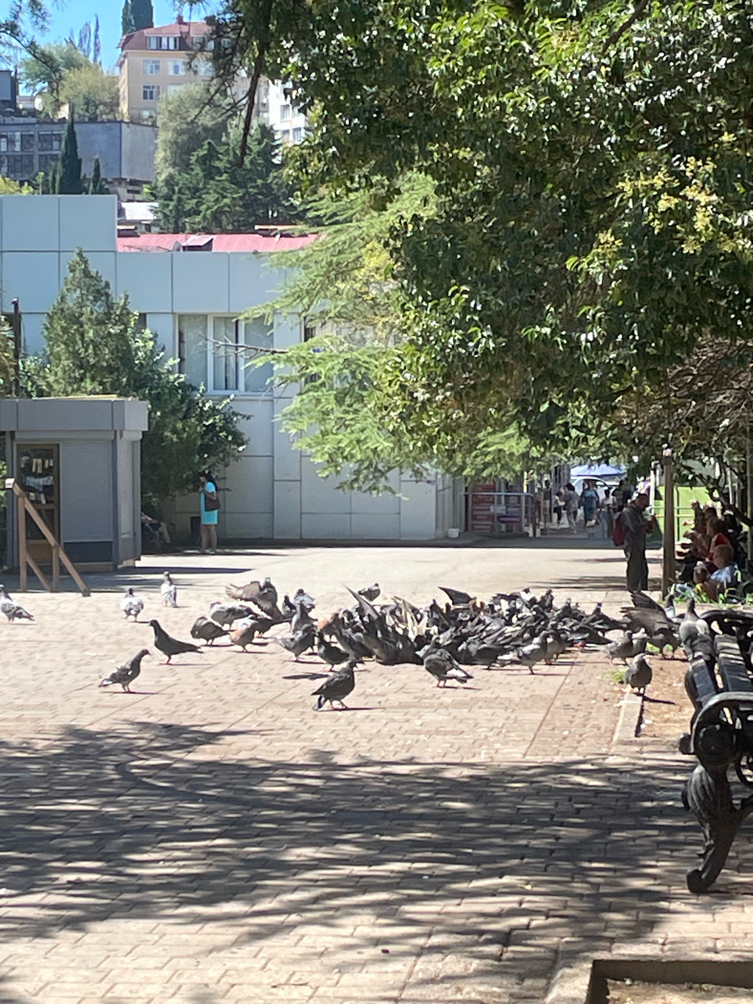 The image captures a sunny outdoor scene with a large flock of pigeons gathered on a paved area, likely in Sochi, Russia, given the architectural style of the buildings and the presence of lush greenery. In the foreground, a prominent dark park bench occupies the right side of the frame, with shadows from overhead trees dappling the brick-like paving stones. A dense gathering of pigeons is the central focus, with many pecking at unseen food on the ground. Several pigeons are also scattered in the middle ground, including one in flight. A person in a light blue dress stands near a small kiosk or shelter on the left, while further back, a man with a backpack is visible near other people under the shade of trees lining a pathway. The background reveals a modern, light-colored building with a red-tiled roof, surrounded by trees and with apartment buildings visible on a hillside in the distance. The overall impression is of a public space in a city on a warm day.