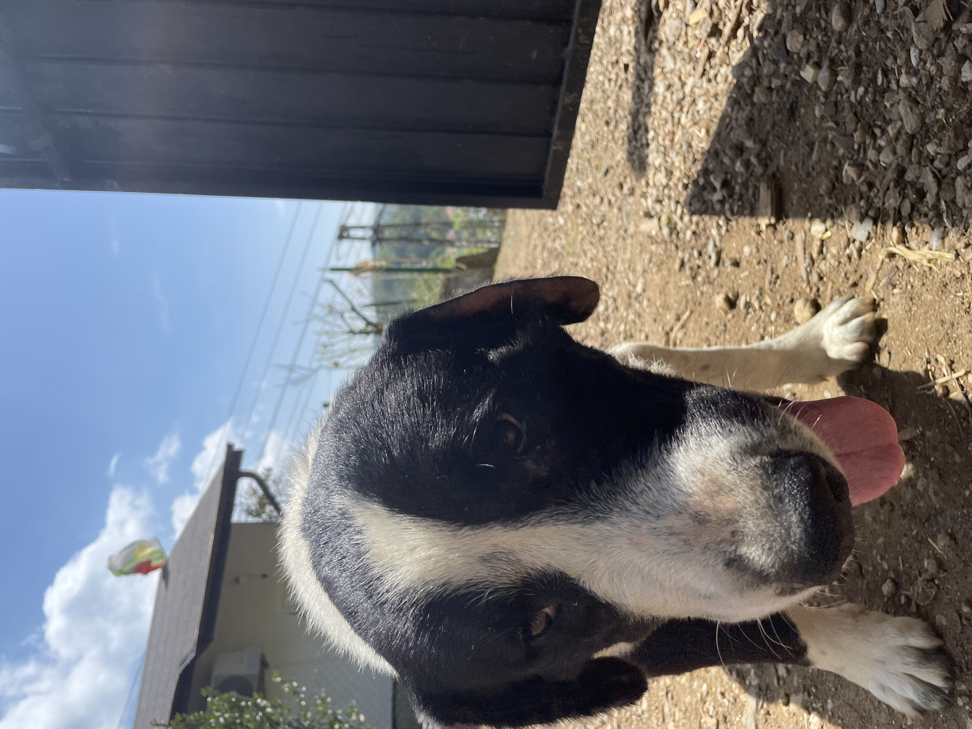 A close-up, slightly tilted photograph features a black and white dog with its tongue out, lying on gravel and dirt. The dog is positioned in the foreground, with its head and front paws visible. Behind the dog, there is a partially visible black metal gate or structure, a section of a building, and a glimpse of the sky with some clouds. The environment appears to be outdoors, possibly a yard or similar area. While the location is stated to be in the city of Zlatograd, Bulgaria, there are no explicit elements within the image to verify the exact location of this picture.