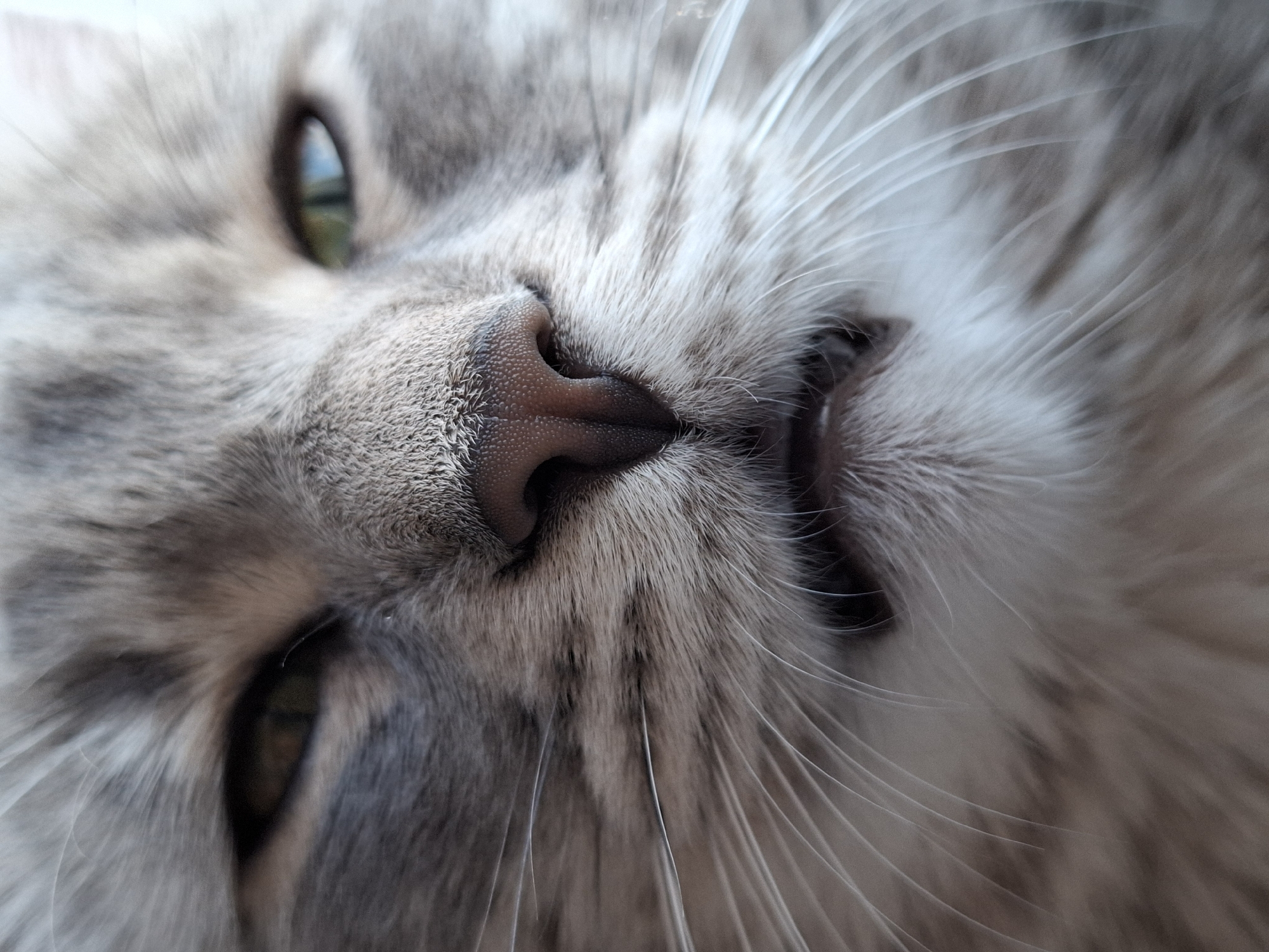 A close-up of a cat's face dominates the image. The cat has gray and white fur, with a pink nose and green eyes. The cat's whiskers are prominent and silvery-white. The photograph is oriented such that the cat's face is tilted slightly. Given the provided context of Novi Sad, Serbia, the photo was likely taken in this city.