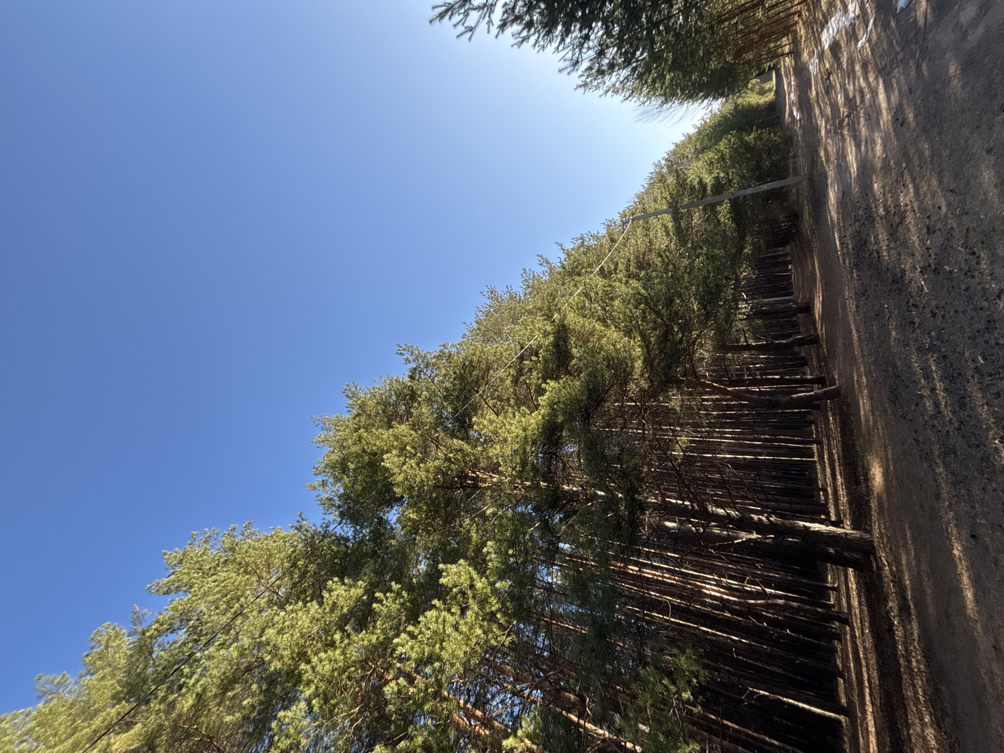 This image captures a tranquil forest scene under a bright, clear blue sky, viewed from a low angle looking upwards. Tall, slender coniferous trees, likely pines or spruces, dominate the left and central portions of the frame. Their dark, straight trunks ascend vertically, topped with dense green, needle-like foliage that creates a thick canopy.
A dirt or gravel path runs along the right side of the image, bathed in sunlight. Long, sharp shadows from the trees stretch across this path and the forest floor, indicating a clear, sunny day, likely around midday or early afternoon. A simple wooden barrier or low fence, constructed from horizontal logs, separates the path from the dense tree line.
Thin, dark wires or cables traverse horizontally through the middle section of the trees, suggesting the presence of some infrastructure. On what appears to be a light-colored embankment or wall alongside the path, some indistinct, faded white markings or symbols are visible, but no legible text can be identified.
The sky, occupying the upper left quadrant, is a vibrant, cloudless blue. The overall impression is one of natural serenity and quiet, with no people or specific activities visible. The type of forest depicted is consistent with the geographical context of Chaikovsky, Russia.