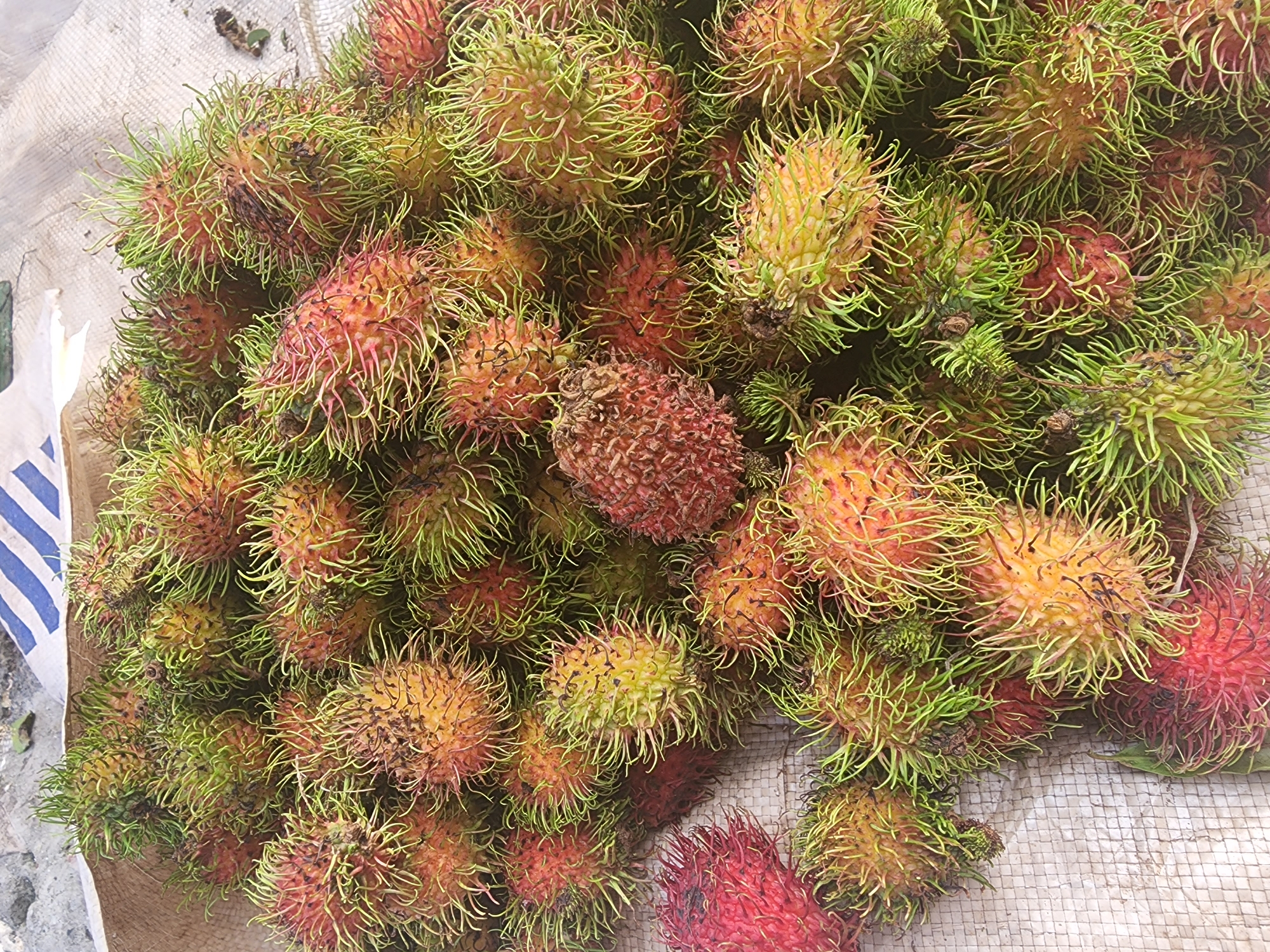 A close-up, overhead shot captures a large pile of rambutan fruits, their spiky, hair-like exteriors in shades of green, yellow, and red. The fruits are arranged in a seemingly random heap on a coarse, woven surface, possibly a mat or sack. In the background, a striped cloth, white with blue and black stripes, is visible, partially obscuring a lighter surface. The scene appears to be outdoors, with a hint of concrete and pebbles in the upper left corner, suggesting a street or market setting in Phu Thuy Ward, Vietnam. No people or specific actions are depicted, and the focus is solely on the texture and color variations of the abundant fruit.