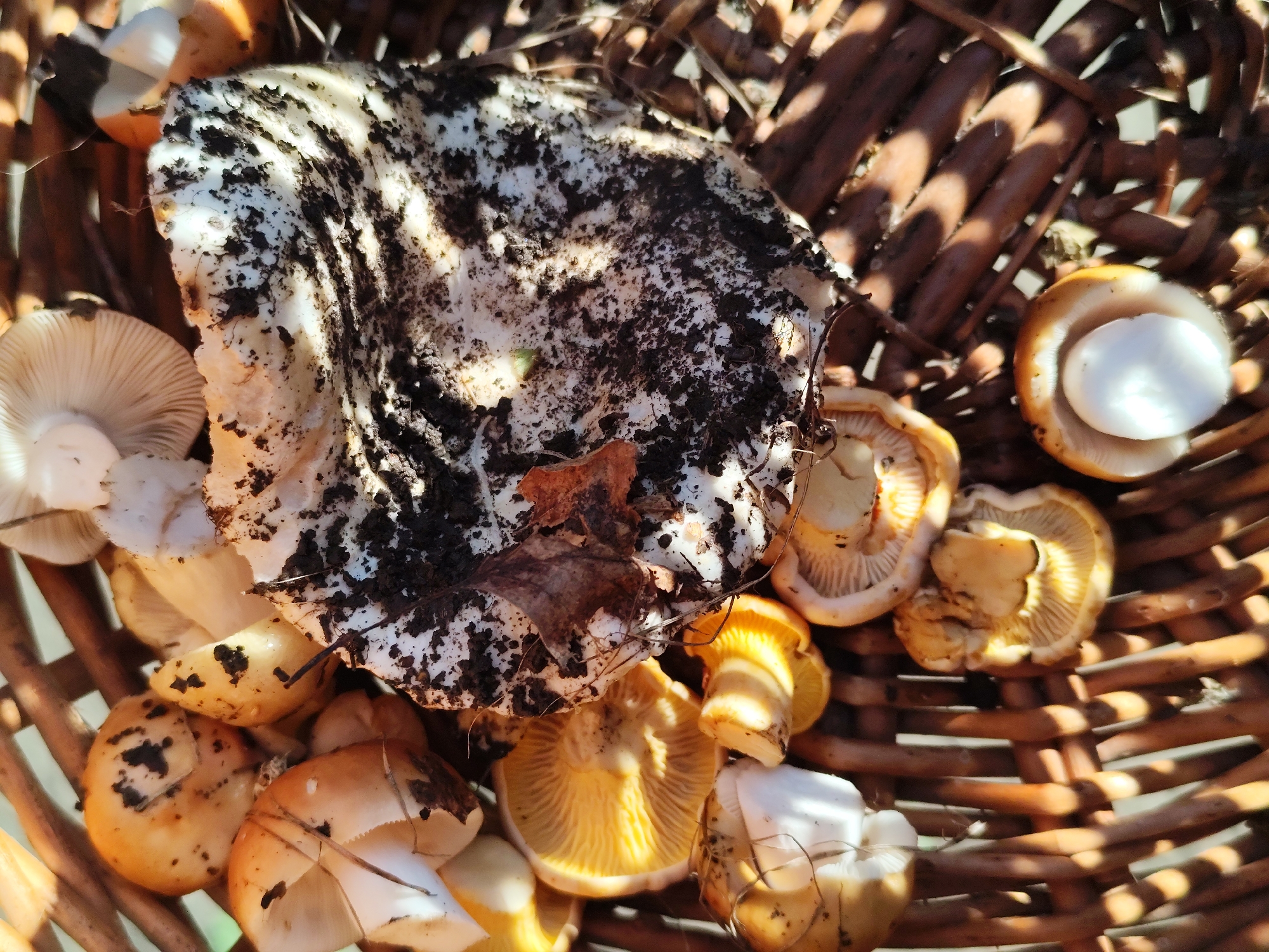 A close-up overhead shot shows a woven basket filled with freshly picked mushrooms. The basket is made of dark brown reeds. The mushrooms are varied in size and color, with some having white caps covered in dark soil, while others display bright orange and yellow hues with visible gills. A large, partially cleaned mushroom cap with prominent dirt is positioned on top of the smaller mushrooms. Sunlight casts striped shadows across the basket and its contents. The setting is outdoors, possibly a forest or garden, with hints of natural foliage and light suggesting a temperate climate. The image does not contain any identifiable elements that place it specifically in the city of Барлакский, Russia.