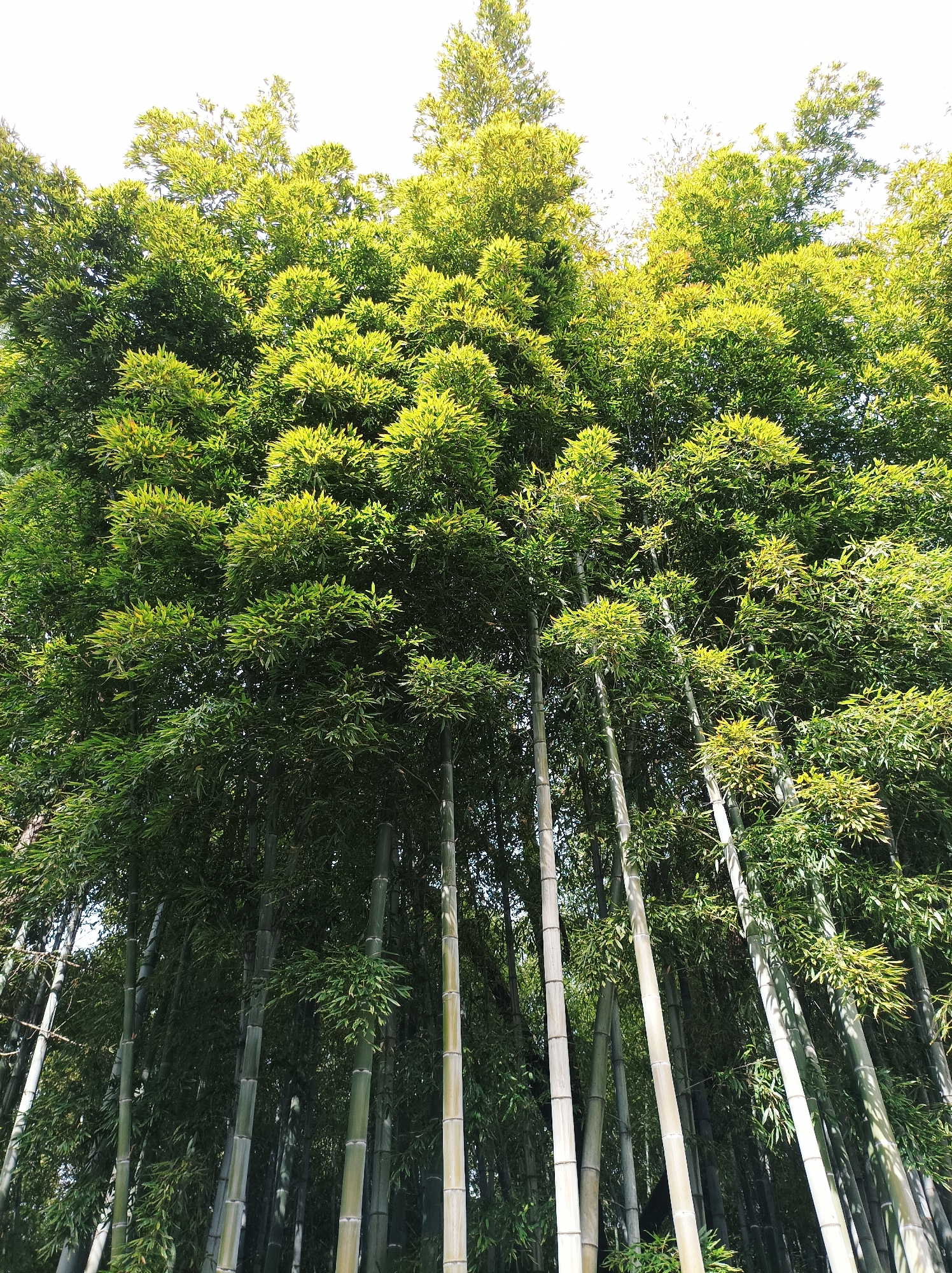 The image shows a dense grove of bamboo trees in Batumi, Georgia. The bamboo stalks are mostly light green/grey, stretching upwards, partially obscuring the sky. The trees have a lush canopy of green leaves. The perspective is from below, looking up into the bamboo forest. The lighting suggests a sunny day.