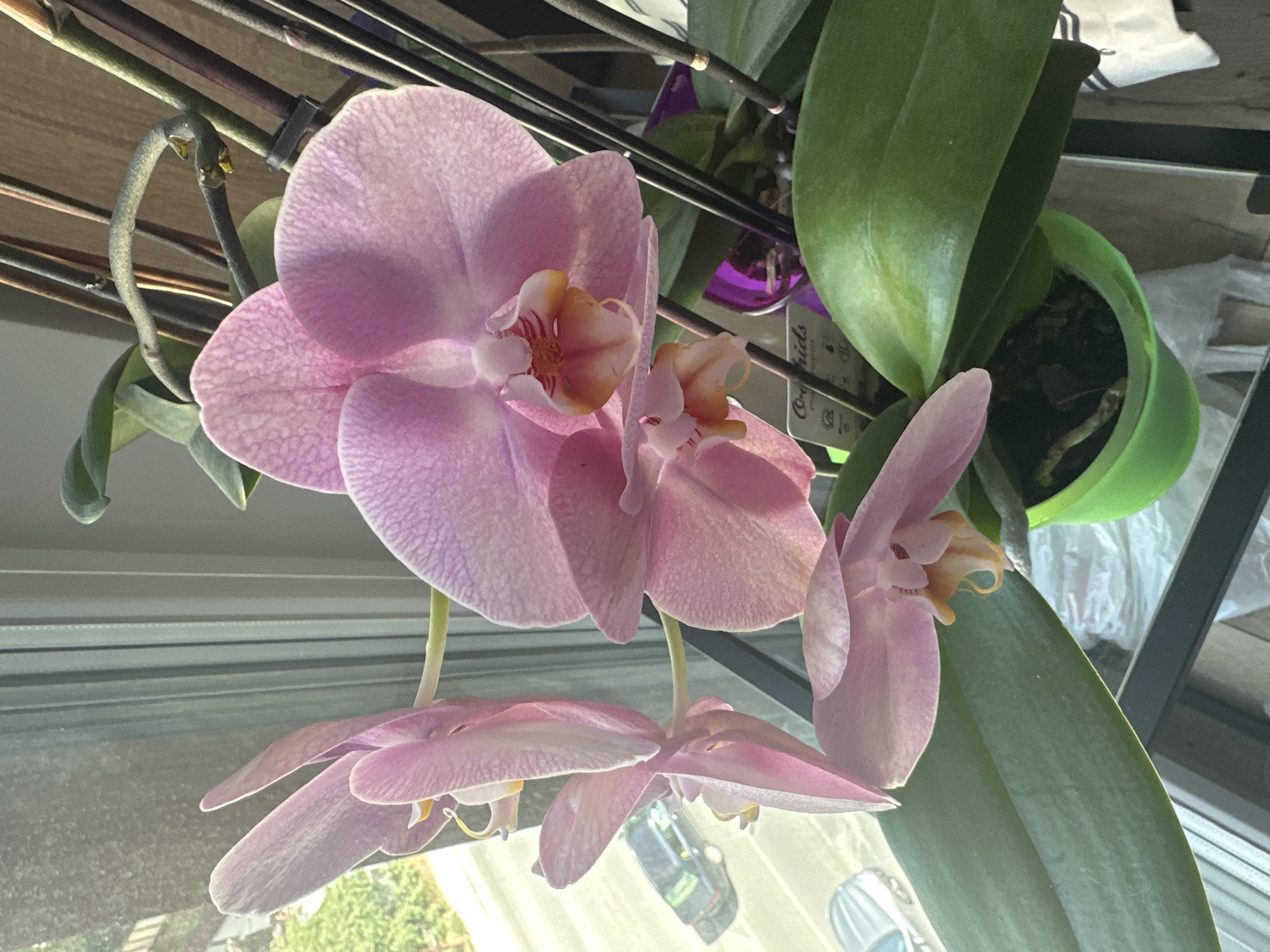 A close-up shot of a pink orchid plant. The plant is in a green pot and appears to be sitting on a window sill. Outside the window, a street is visible with cars parked. The window reflection partially obscures the view. The location is potentially Sofia, Bulgaria. The lighting in the photograph is natural sunlight.