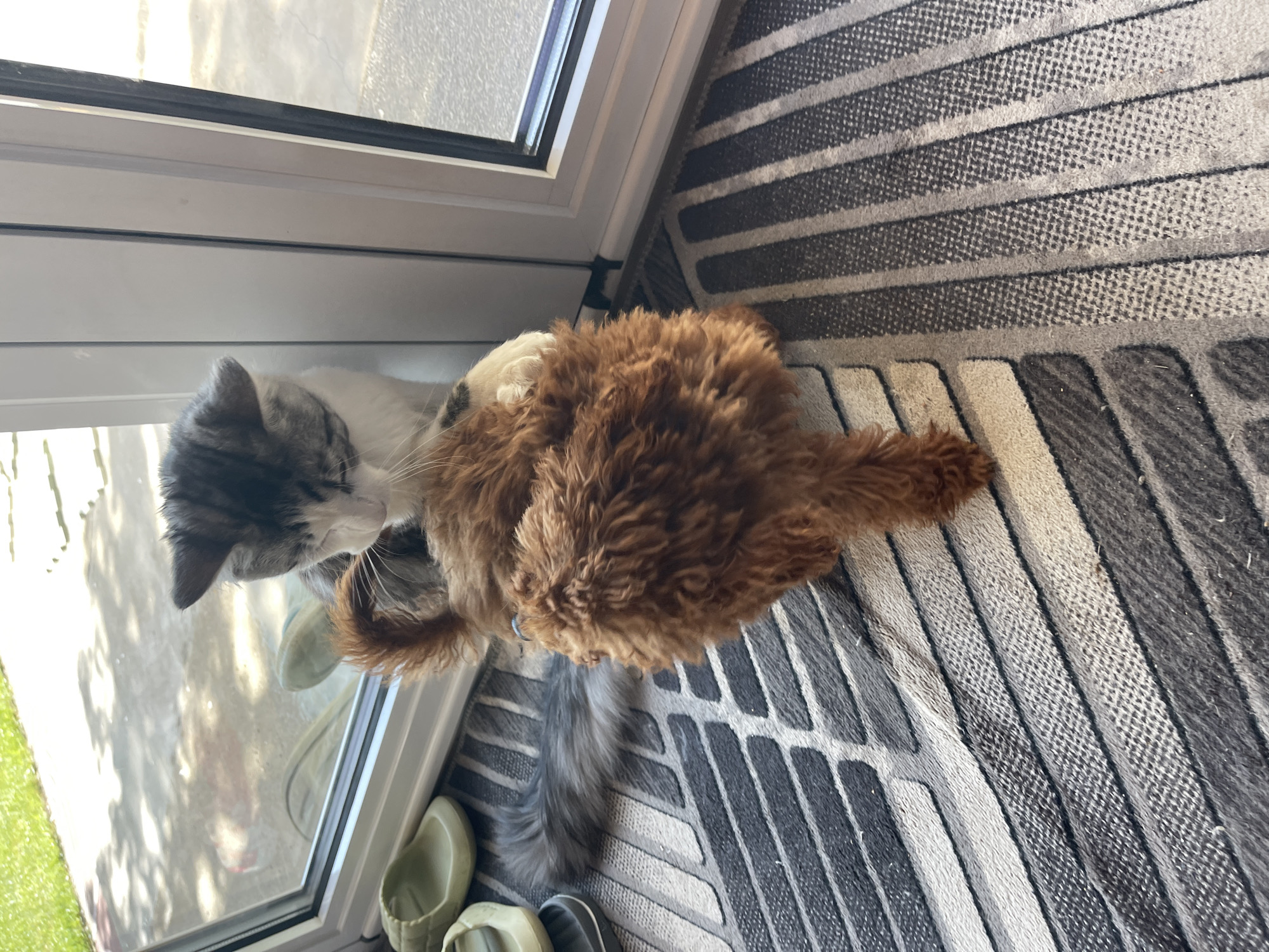 An overhead, vertically oriented shot captures a domestic cat and a small dog inside a home in Sofia, Bulgaria, positioned near a glass door or window. The scene is brightly lit, indicating daytime, with sunlight reflecting off the glass.
On the left side of the frame, a grey and white tabby cat is partially visible, its head turned towards the glass door or possibly interacting with the dog. The cat's tail, with grey tabby markings, extends onto the rug. To its right, a small dog with fluffy, curly brown fur is seated with its back to the viewer, facing the glass door.
Both animals are situated on a textured rug featuring a distinct pattern of thick and thin horizontal stripes in various shades of grey and black. Through the transparent glass, outdoor elements like green grass and what appears to be paved ground are visible in the bright light. A pair of light green slippers and a pair of dark grey/black slippers are placed on the rug near the animals, suggesting a common entry area. No text is visible in the image.