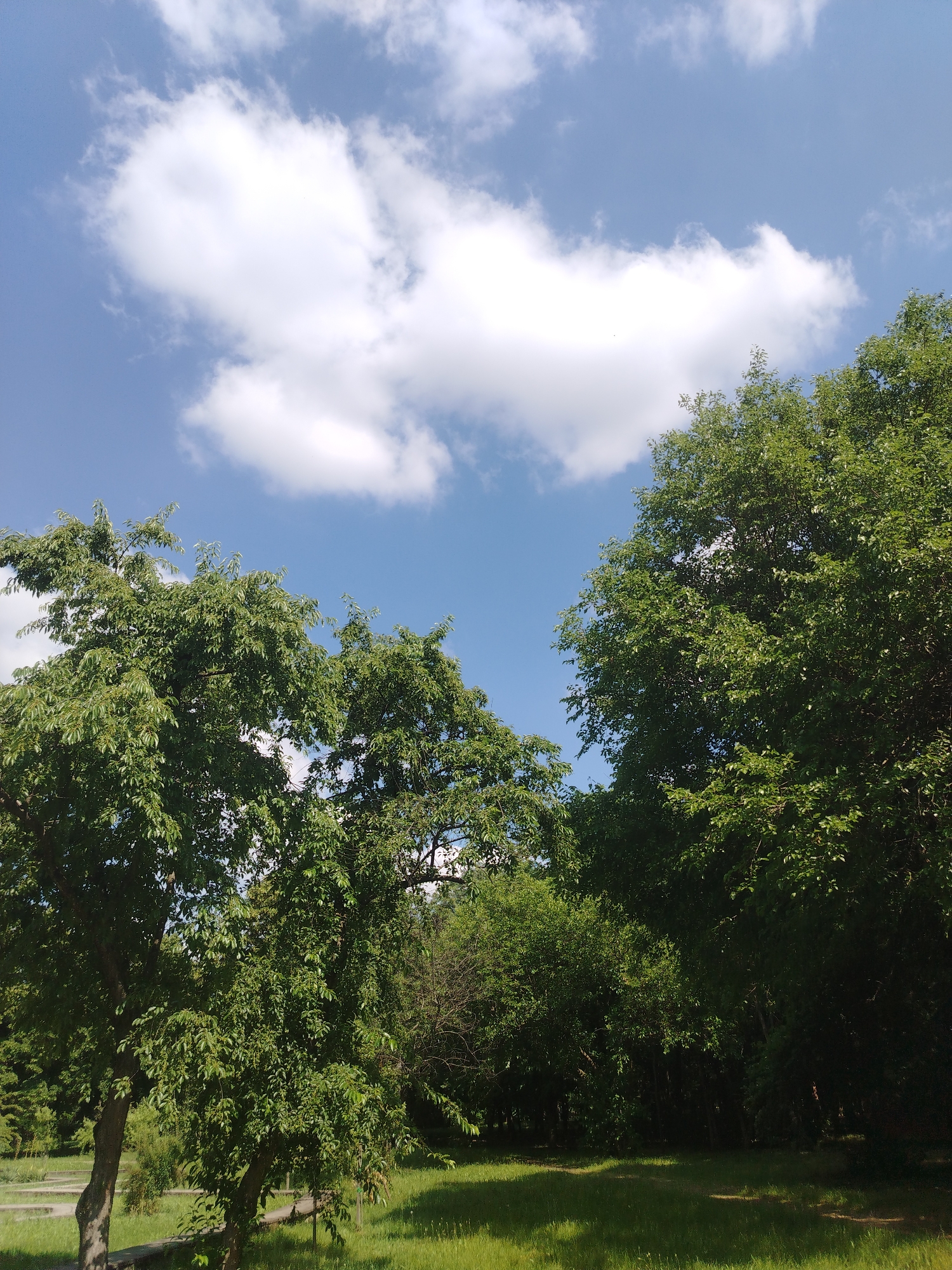 The image shows a park with lush green trees under a bright blue sky with scattered white clouds. The trees are dense and leafy, with sunlight filtering through their branches, creating dappled shadows on the grassy ground. There are pathways visible in the background, suggesting a public park setting. The overall impression is one of a serene and vibrant natural environment. This scene could be located in the city of Krasnodar, Russia, known for its numerous parks and green spaces.