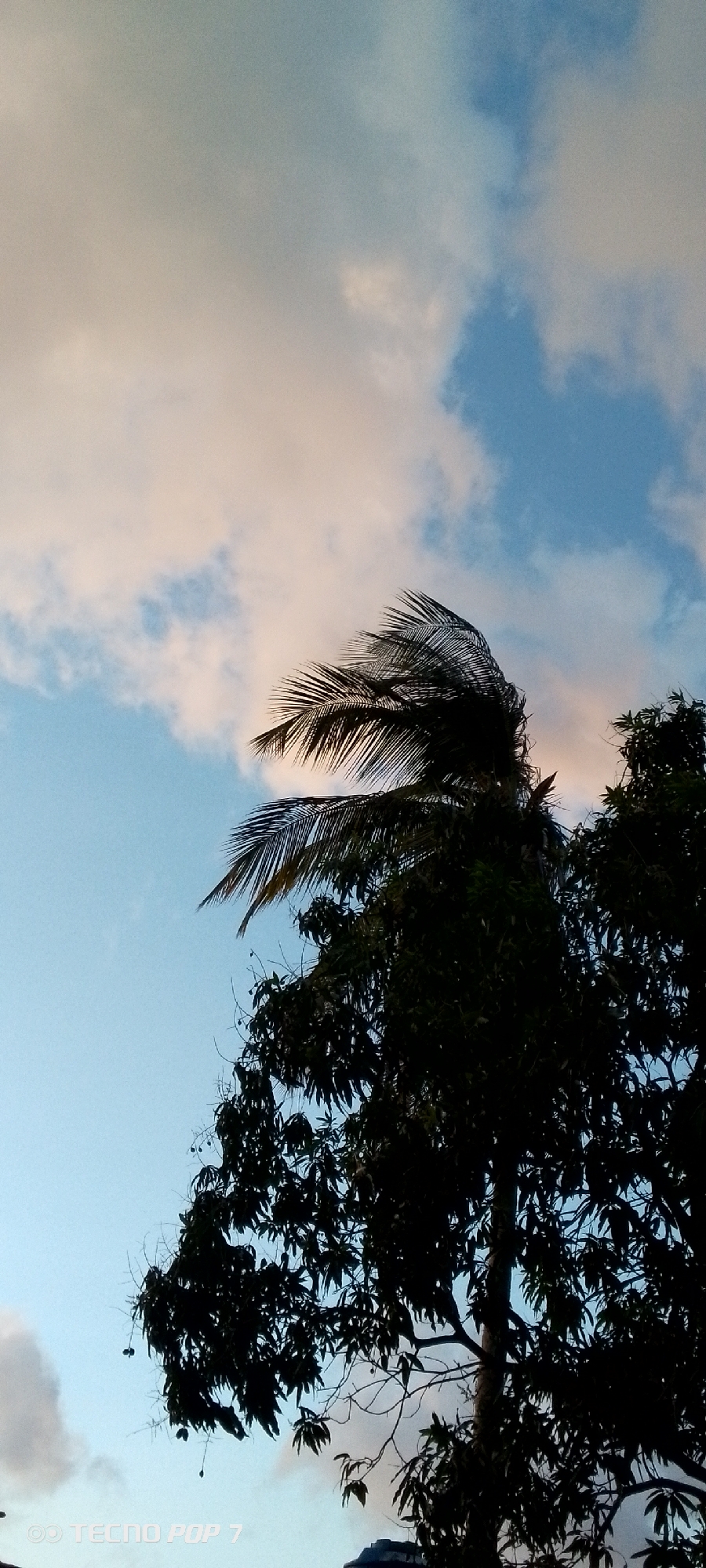 The image shows a tree against a sky with mixed blue and pinkish-white clouds. The upper part of the tree features palm fronds, possibly a coconut palm, and the lower portion is denser with leaves. The tree is largely silhouetted, obscuring details. The image appears to be taken at dusk or dawn, given the lighting conditions. At the bottom left corner, the words "TECNO POP 7" are visible. The scene does not include any identifiable people, actions, or interactions. The precise location in Altagracia, Venezuela, is not discernible from the provided image.