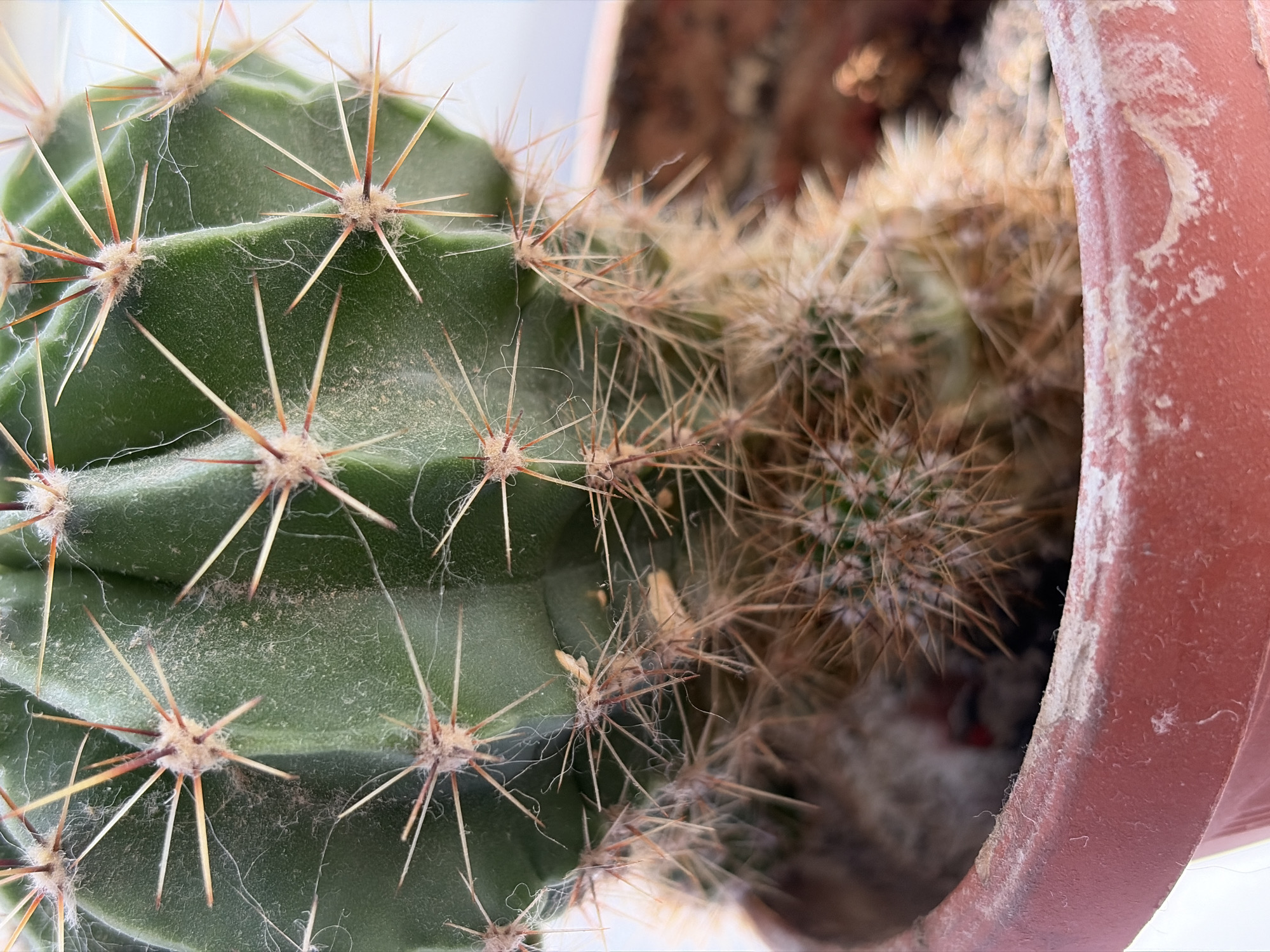 A close-up shot of a potted cactus reveals its green, ribbed stem covered in a light dusting of what appears to be fine white hairs or dust. Numerous sharp spines protrude from the stem in a radial pattern, varying in length and color from light tan to reddish-brown at the tips. The base of the cactus is covered in denser, shorter, golden-brown spines. The cactus is planted in a reddish-brown pot, the rim of which is visible, showing signs of wear and some white residue. The background is blurred, suggesting an outdoor or well-lit indoor environment. The image is tightly cropped, focusing on the texture and detail of the cactus and its pot. The location is Unknown, Unknown.