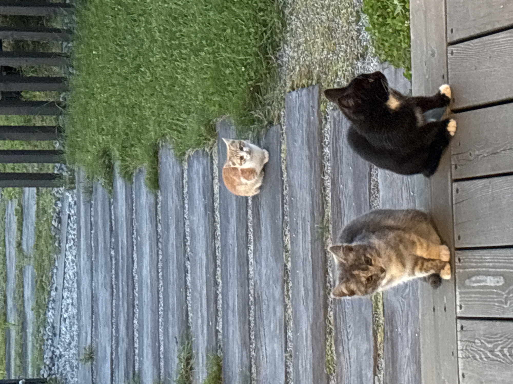 This image depicts a scene on a wooden deck and a pathway of wooden planks set into gravel. The pathway extends diagonally from the upper left to the lower left of the frame. To the right of the pathway is a strip of green grass and a dark wooden fence. In the foreground, on the wooden deck, two cats are seated. The cat on the left is a dilute tortoiseshell with patches of grey, tan, and white. It is facing forward and looking down. The cat on the right is black with a white chest and white paws. It is facing to the right and looking away from the camera. Further up the pathway, a third cat, a ginger and white tabby, is seated and looking towards the camera. The image appears to be taken outdoors, possibly in a residential area. No people are visible in the image. The setting could be a backyard or garden area in Zvenigorod, Russia, given the presence of a wooden deck, pathway, grass, and fence.