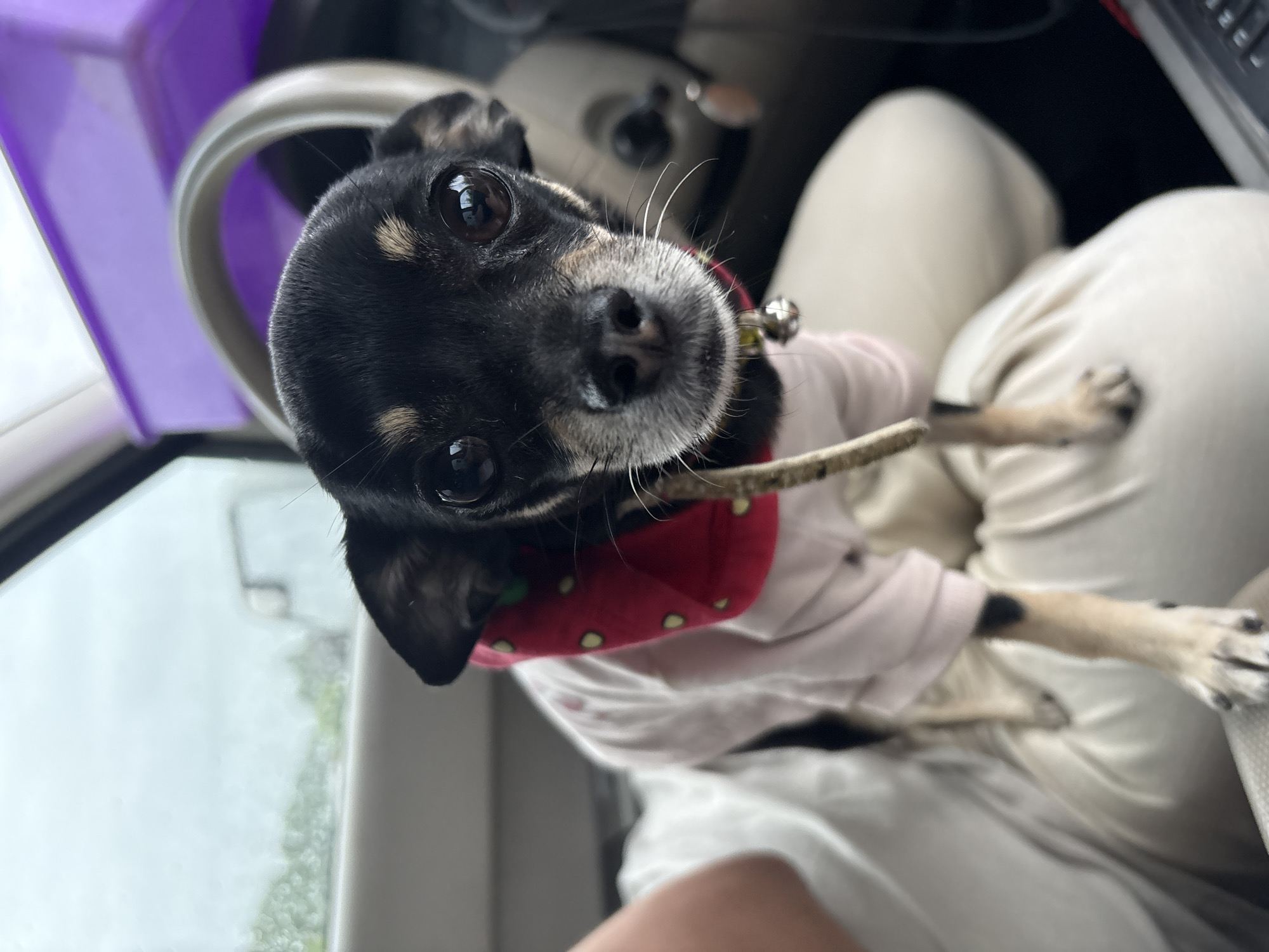 A black and tan Chihuahua, wearing a pink shirt with a red strawberry-patterned collar, is sitting on a person's lap inside a vehicle. The dog is looking directly at the camera with its head tilted slightly. The background shows a car interior with a steering wheel and a purple storage container. The scene is viewed from a close-up perspective, focusing on the dog's face. The image does not provide any information to determine its location in the city of Konstantinovskaya, Russia.