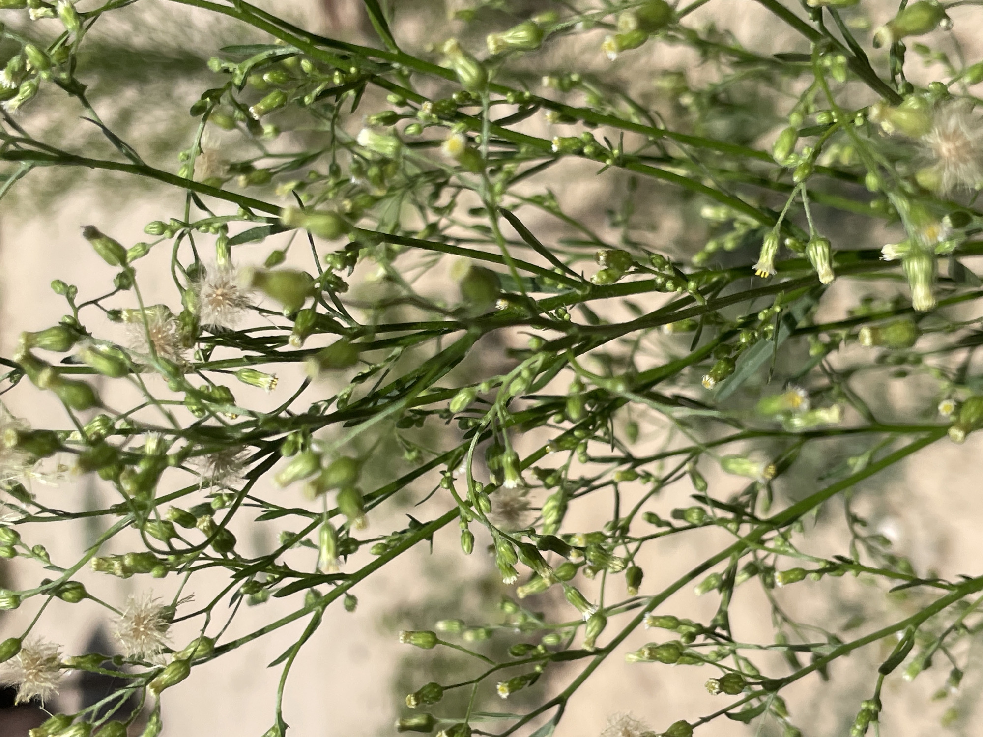 The image shows a close-up view of a wild plant with numerous small, unopened flower buds and some fluffy seed heads. The stems are thin and green, with delicate, feathery leaves. The background is out of focus, appearing as a blur of light brown and green, suggesting an outdoor environment. The scene is devoid of any people, structures, or urban elements, making it impossible to determine a specific location within Tashkent, Uzbekistan, or any city. The image solely depicts natural vegetation.