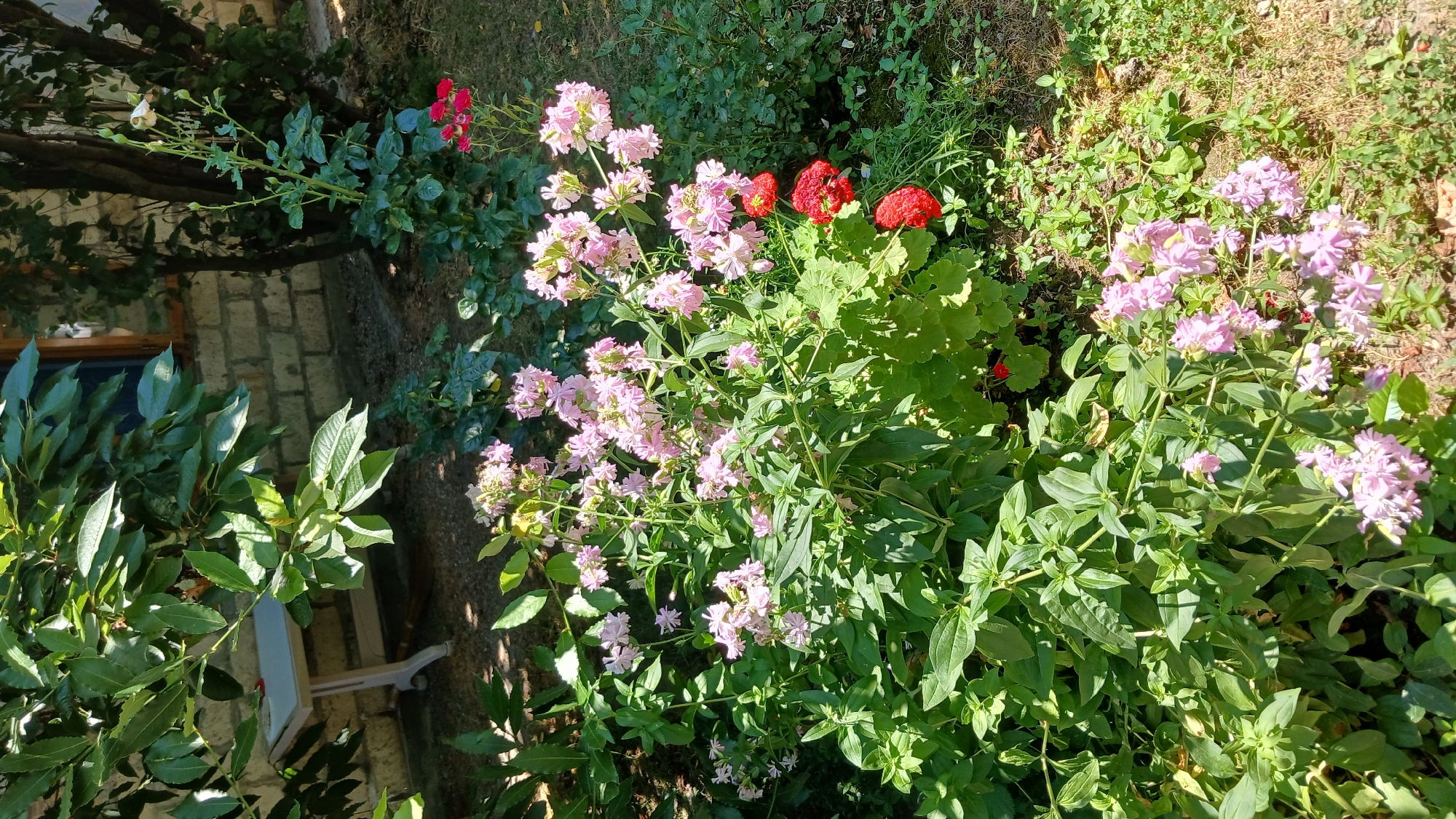 In the city of Yalama, Azerbaijan, an outdoor scene captures a garden with dense greenery and flowers under bright sunlight. A light-colored table with a light gray top and white legs stands in the background, partly obscured by large, dark green leaves. Behind the table, a brick wall with a wooden-framed window is visible. The foreground is dominated by clusters of pink flowers with multiple delicate petals, interspersed with vibrant green foliage. To the right of the pink flowers, a few bright red flowers are present, and further back, a single stem with red flowers and a pale pink rose is visible against a backdrop of trees and more greenery. The ground is covered in a mix of grass and dry leaves, suggesting a natural, somewhat unmanicured setting. The lighting indicates it is daytime, with shadows cast by the plants and objects.