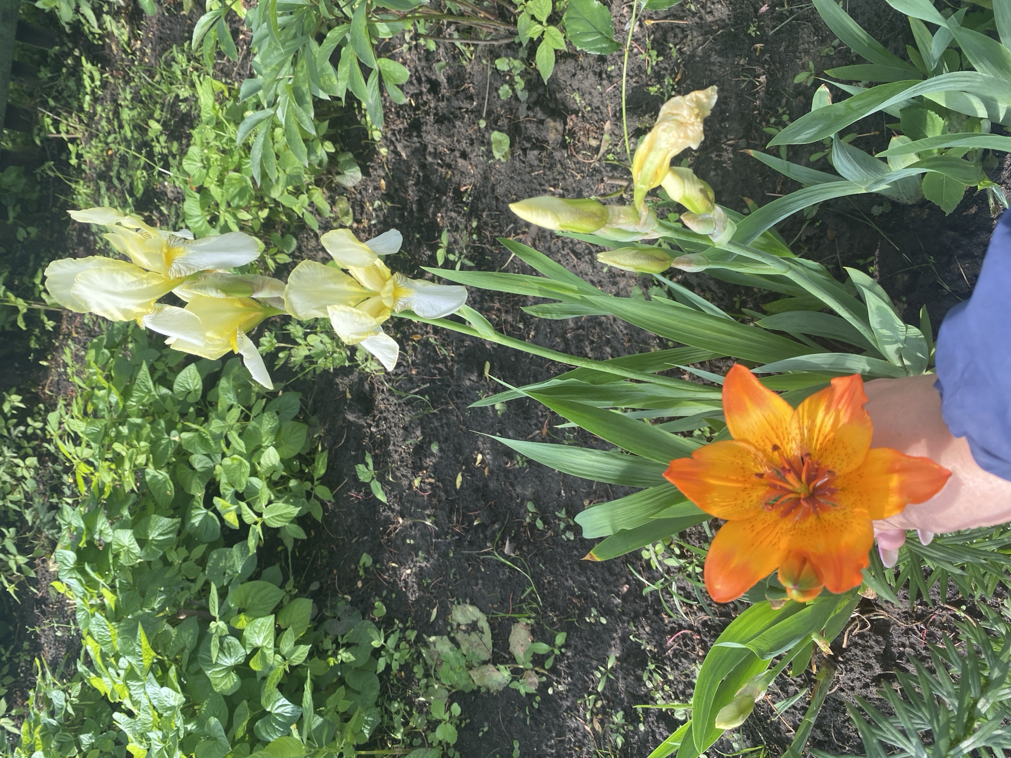 The image displays an outdoor garden scene in Ihnatpil, Ukraine. A human hand, positioned in the lower-left, holds an open orange lily featuring prominent dark spots on its petals. The hand shows light-colored nail polish, and a blue garment sleeve is partially visible. Multiple yellow and white irises are visible on tall green stems; one stalk displays three open flowers, while another exhibits several closed buds and a wilting yellow bloom. The ground consists of dark soil with scattered small green plants and general foliage, with denser patches of green leafy plants in the background, particularly towards the upper-left and upper-right sections.