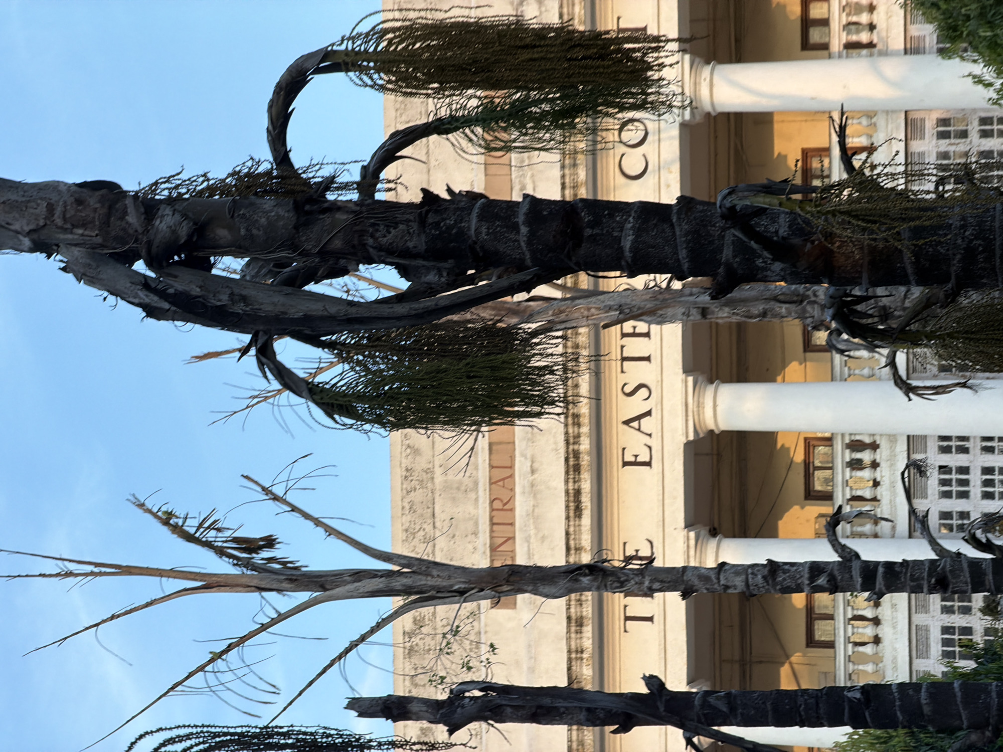 In New Delhi, India, this image captures a view of the exterior of the Eastern Court building. The foreground is dominated by several dried-out palm trees with sparse, skeletal branches and desiccated fronds hanging down. These trees are in various stages of decay, some appearing burnt or severely weathered. Behind the palm trees, the facade of the Eastern Court building is visible. It is a large, classical-style structure with a long balcony supported by white columns. The building has a light-colored stone exterior, and the words "CENTRAL" and "THE EASTERN CO" are visible in raised lettering above the balcony. The sky above is a clear blue.
