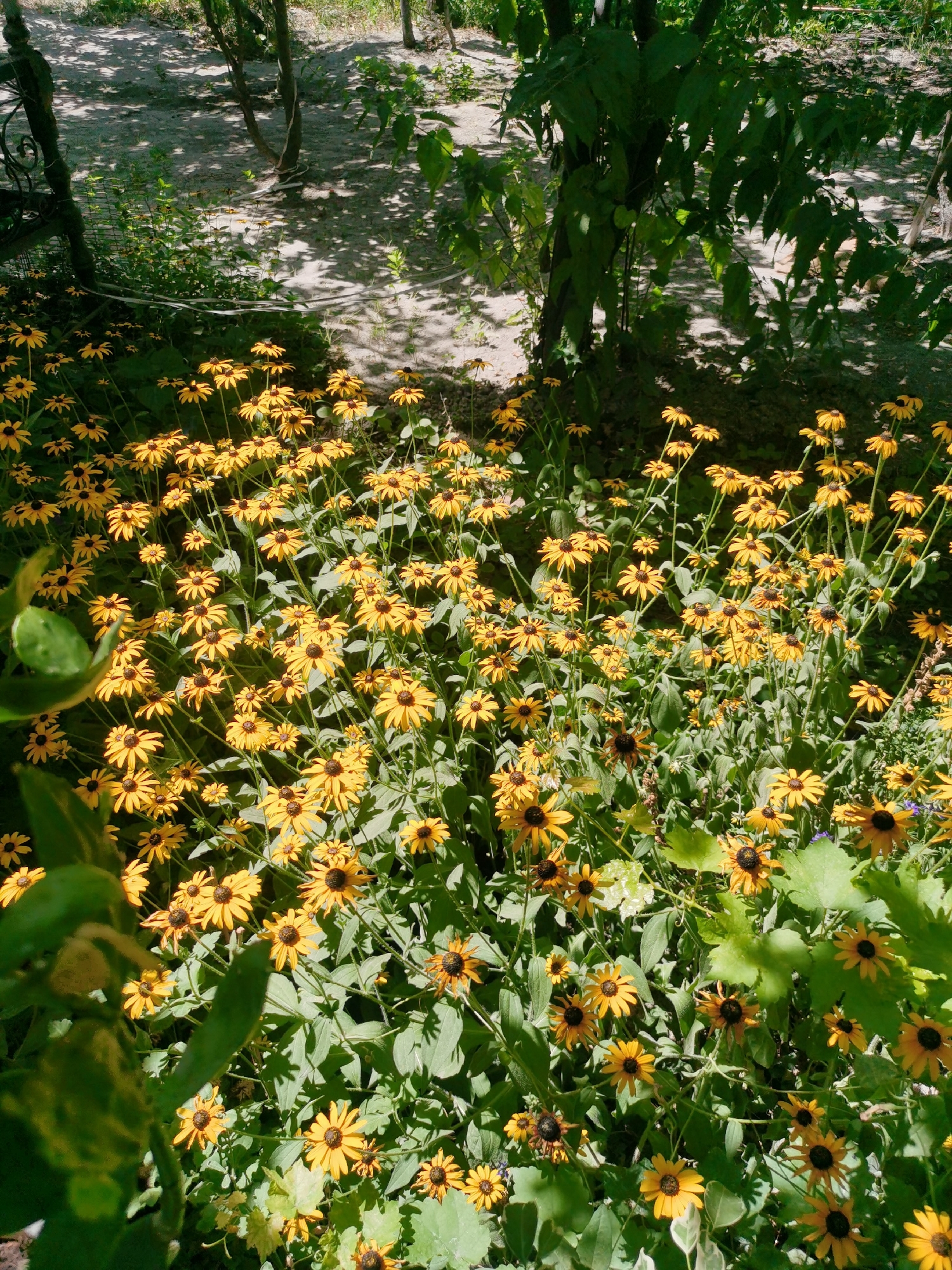 The image depicts a vibrant patch of yellow flowers, likely Rudbeckia or Black-Eyed Susans, in bloom. They are densely clustered, with their dark centers and ray petals clearly visible. The flowers are bathed in sunlight, casting shadows from the surrounding foliage. In the background, there are trees with dappled shade on the ground, suggesting an outdoor setting. The presence of a wrought-iron fence and a pathway hints at a garden or park area. There are no people or animals visible in the image. The scene is natural and serene, evoking a sense of summer bloom. This imagery could be found in a garden in Karabair, Uzbekistan, where such flora thrives in the local climate.