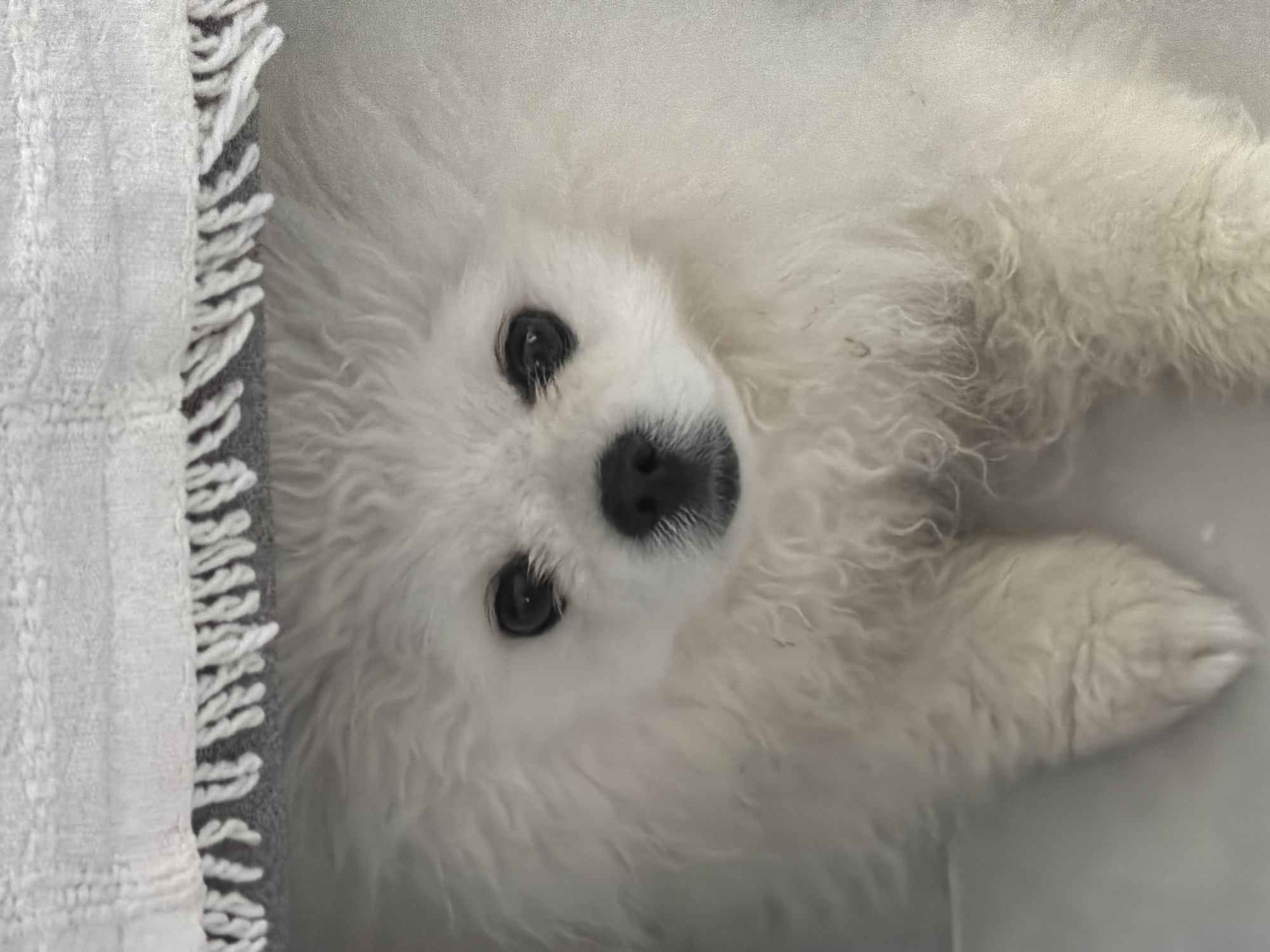 A close-up, eye-level, vertical shot shows the face of a fluffy white dog peeking out from under a fringe of a white woven blanket. The dog's eyes are dark and round, and its nose is black. Its fur is white and appears soft and somewhat curly. The background consists of the underside of the blanket, which has a textured weave and frayed fringe. The rest of the dog's body is obscured by its fur and the blanket. The setting appears to be indoors, on a light-colored surface, possibly a floor or a couch. The image does not contain any elements that would suggest a specific location in Marmaris, Turkey.