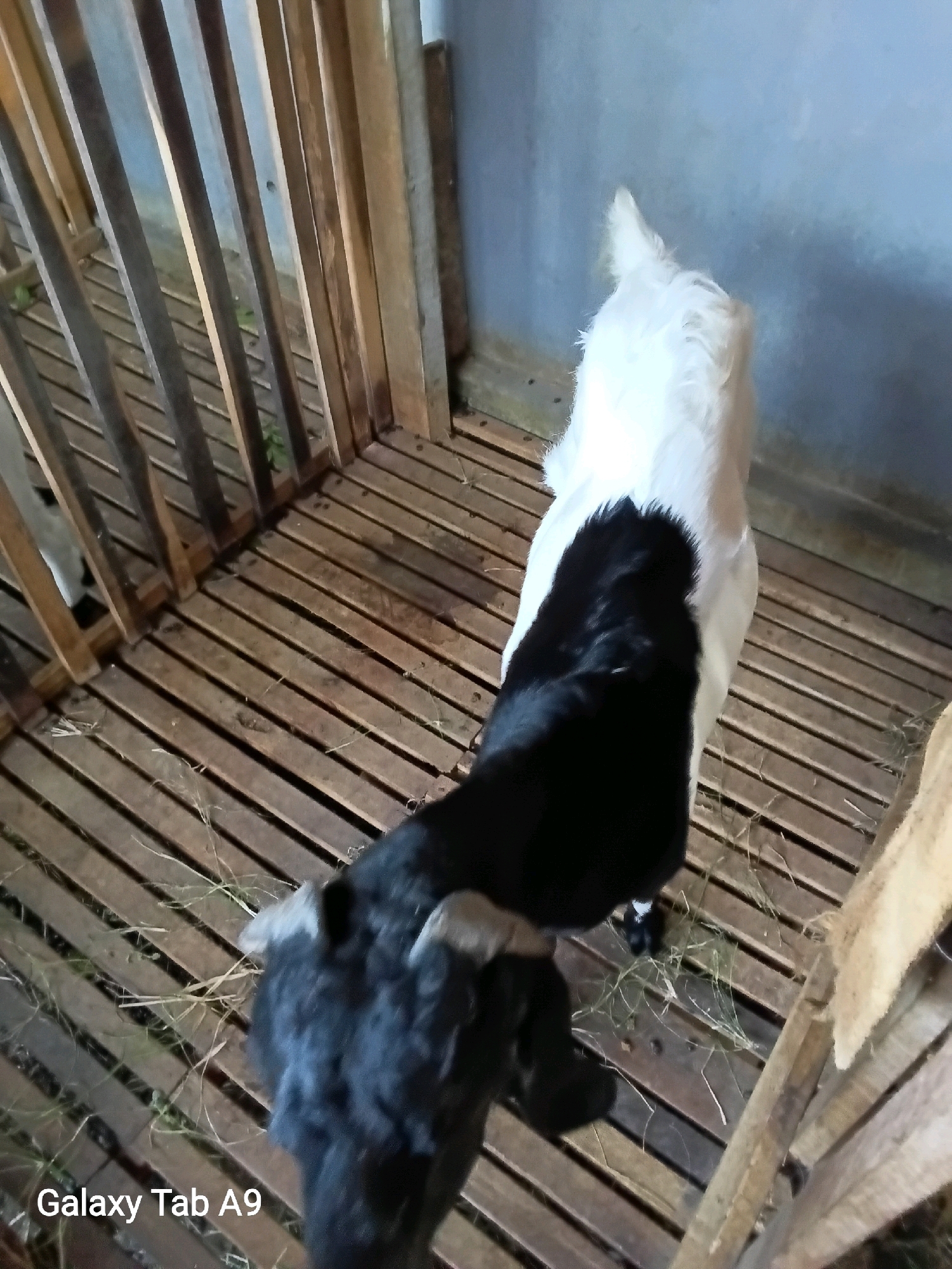 The image shows two goats inside a wooden enclosure. One goat is predominantly black with some white markings, and the other is primarily white. The enclosure has a slatted wooden floor and wooden bars forming the walls. There is some dry grass scattered on the floor. The background appears to be a concrete wall. A watermark at the bottom left reads "Galaxy Tab A9". Based on the information provided, this scene is located in Trenggalek, Indonesia.