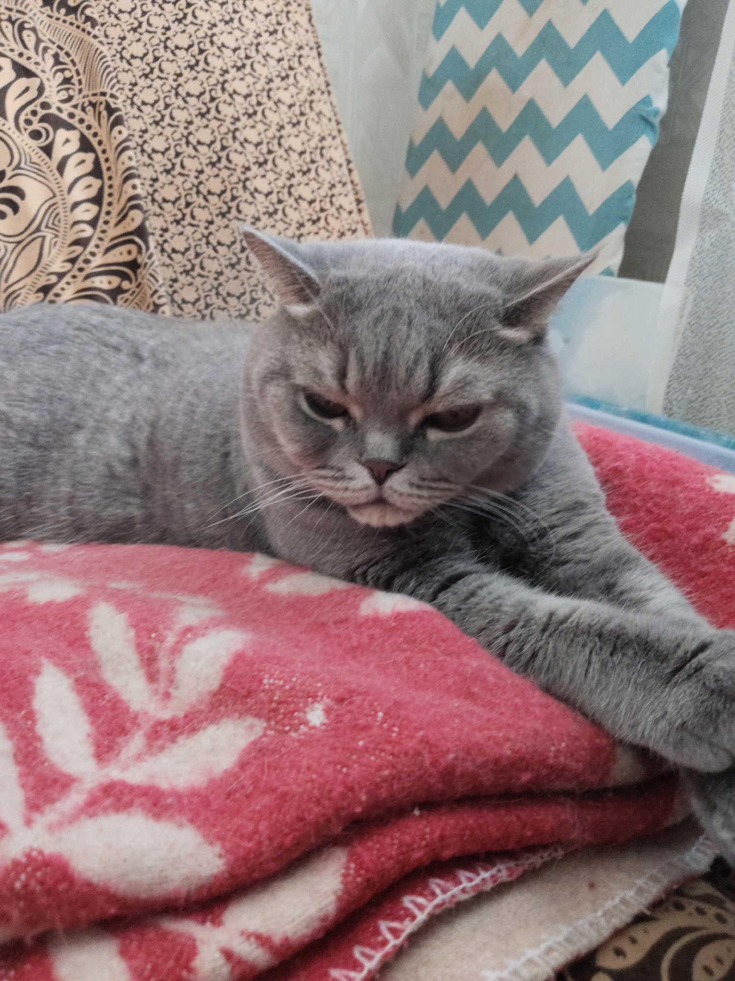 A gray British Shorthair cat is the main subject of the image, resting comfortably indoors on a folded red blanket adorned with a white leaf or floral pattern. The cat's fur is short and dense, and it lies with its front paws extended. Its eyes are partially closed, giving it a sleepy, relaxed, or slightly grumpy expression.
In the background, to the left, is a brown fabric featuring an intricate black paisley-like design. To the right, another soft furnishing with a light blue and white chevron pattern is visible. The overall setting appears to be a cozy indoor space, likely a living room or bedroom, indicated by the blankets and cushions.
No people are present in the image. The cat is shown in a state of repose. There is no visible text anywhere in the frame. The time of day and external weather conditions cannot be determined from the indoor lighting. The atmosphere is one of domestic peace and comfort.