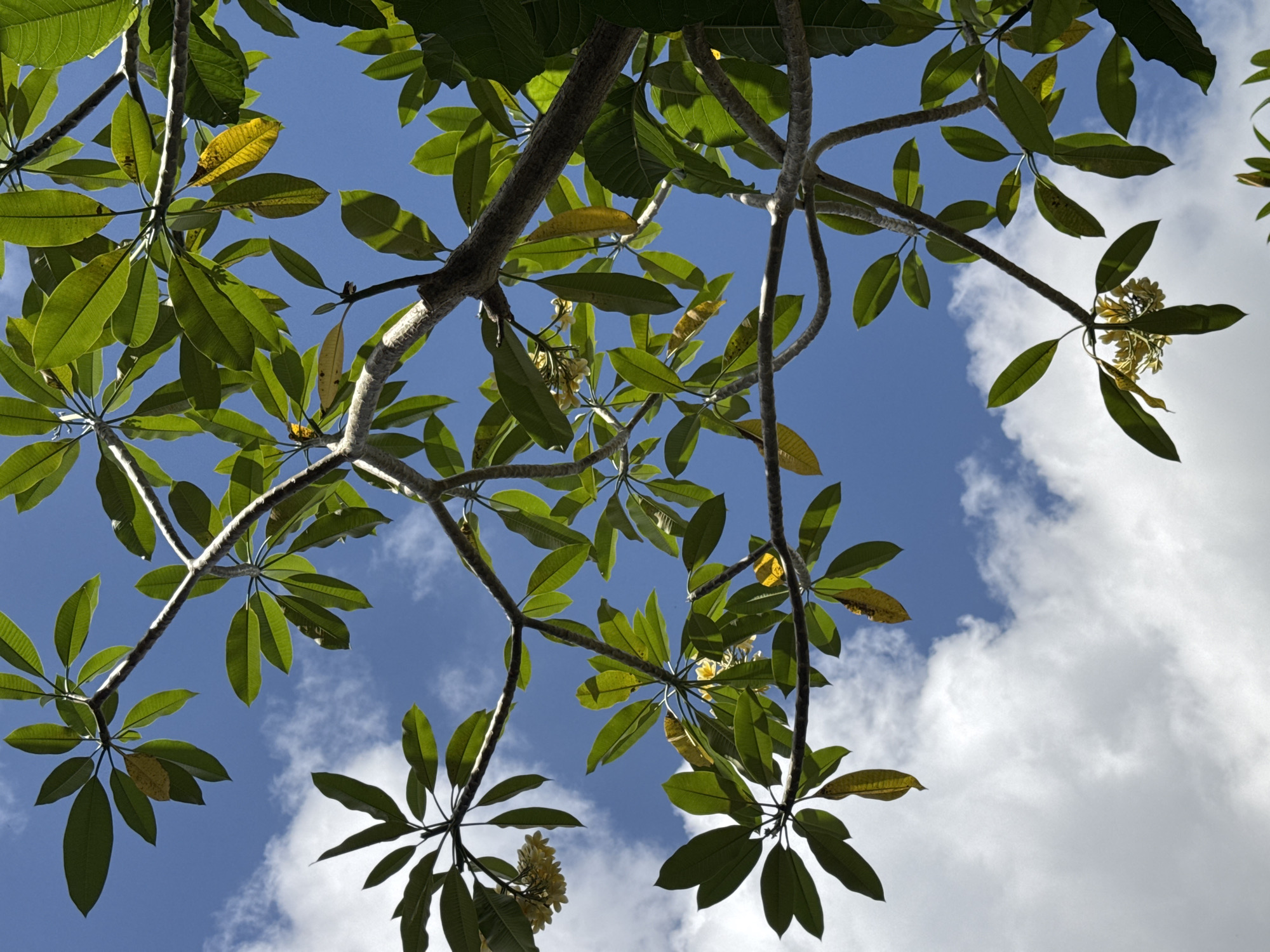 A low-angle shot shows the foliage of a plumeria tree against a sky partly cloudy, partly blue. The leaves are mostly green, some yellowed. Branches are light gray. Flowers are off-white. This image was taken in Kuta Selatan, Indonesia.