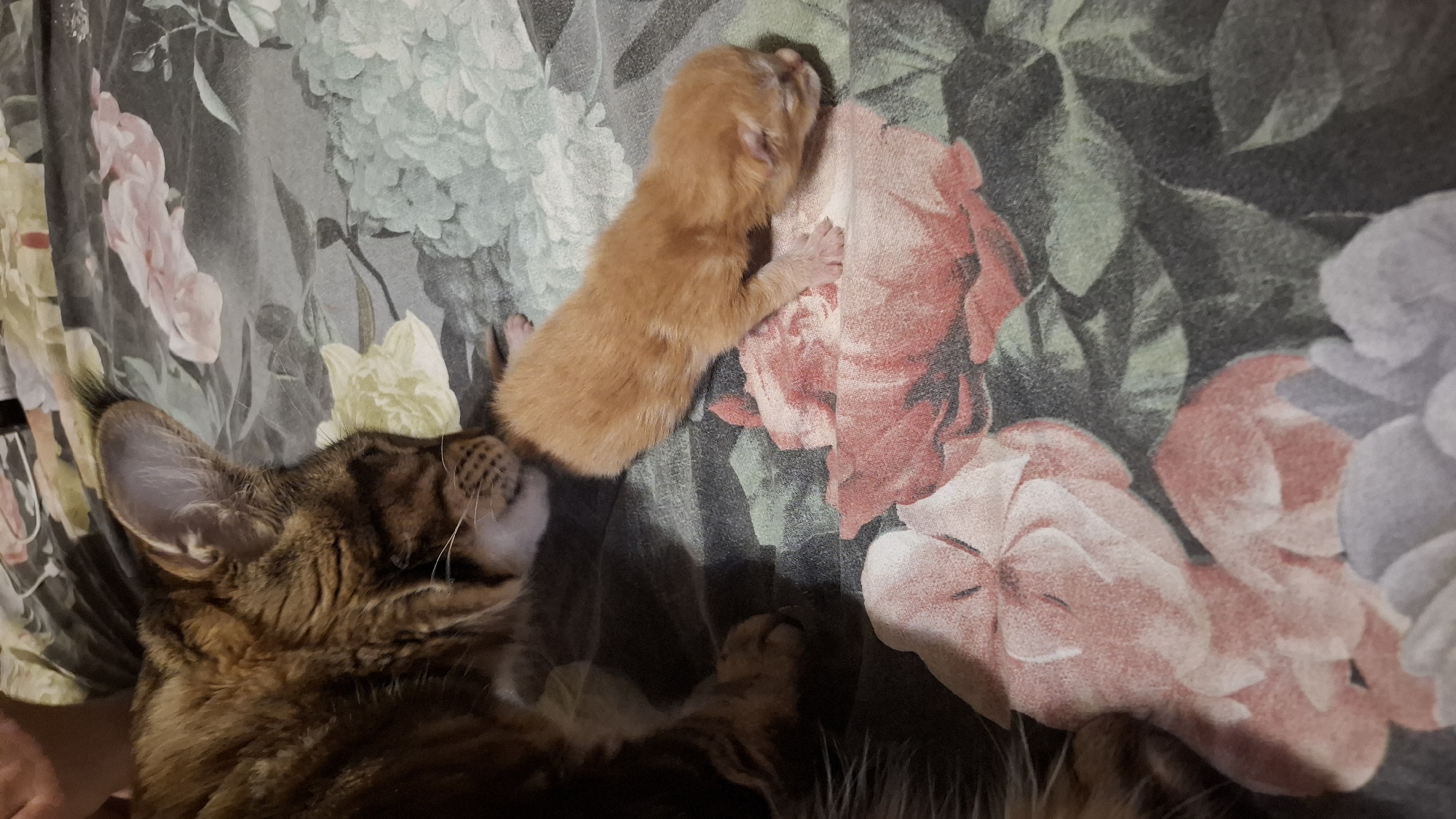 A Maine Coon cat lies on a floral-patterned surface next to a newborn kitten. The cat faces left, its ear prominent. The kitten, orange in color, is positioned above the cat's head. The background features a floral design with shades of pink, peach, green, and gray. The image appears to be taken indoors. There is no evidence the location is in Марковский, Russia.