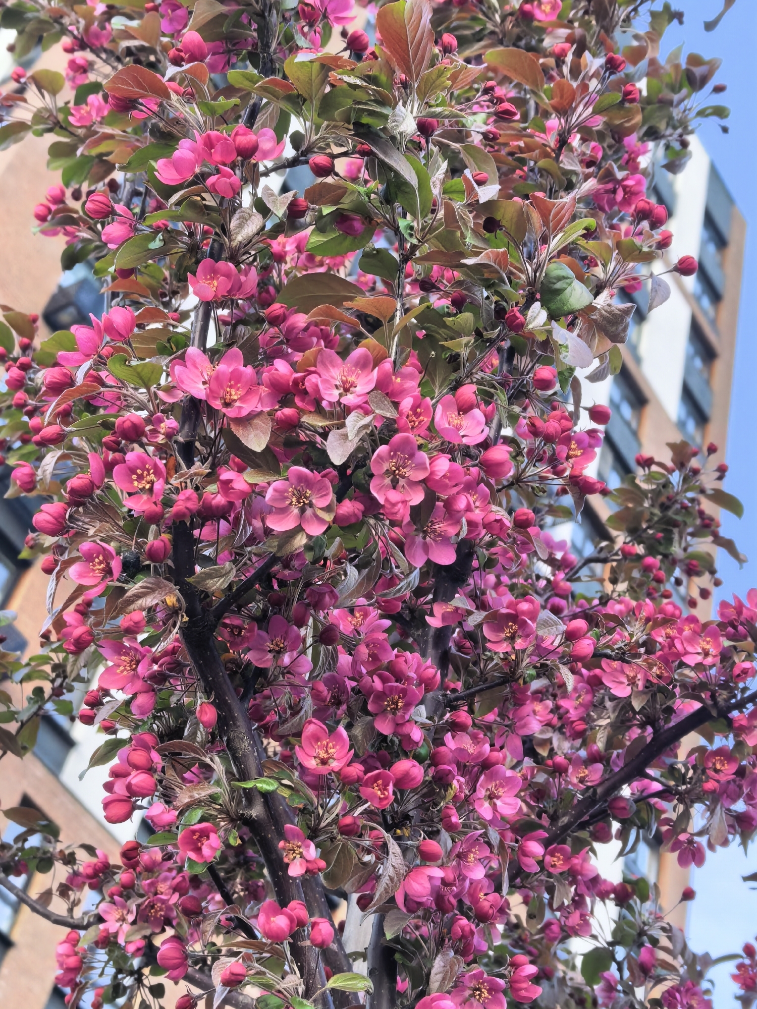 A vertical, low-angle shot shows a flowering tree with vibrant pink blossoms in front of a building, possibly in Misaylovo, Russia. The tree is densely covered with pink flowers and buds, mixed with green and reddish-brown leaves. Its dark, textured branches are prominently featured. The blurred background reveals a modern brick building with a blue sky visible in the upper right corner. The overall composition highlights the beauty of the blooming tree within an urban environment.