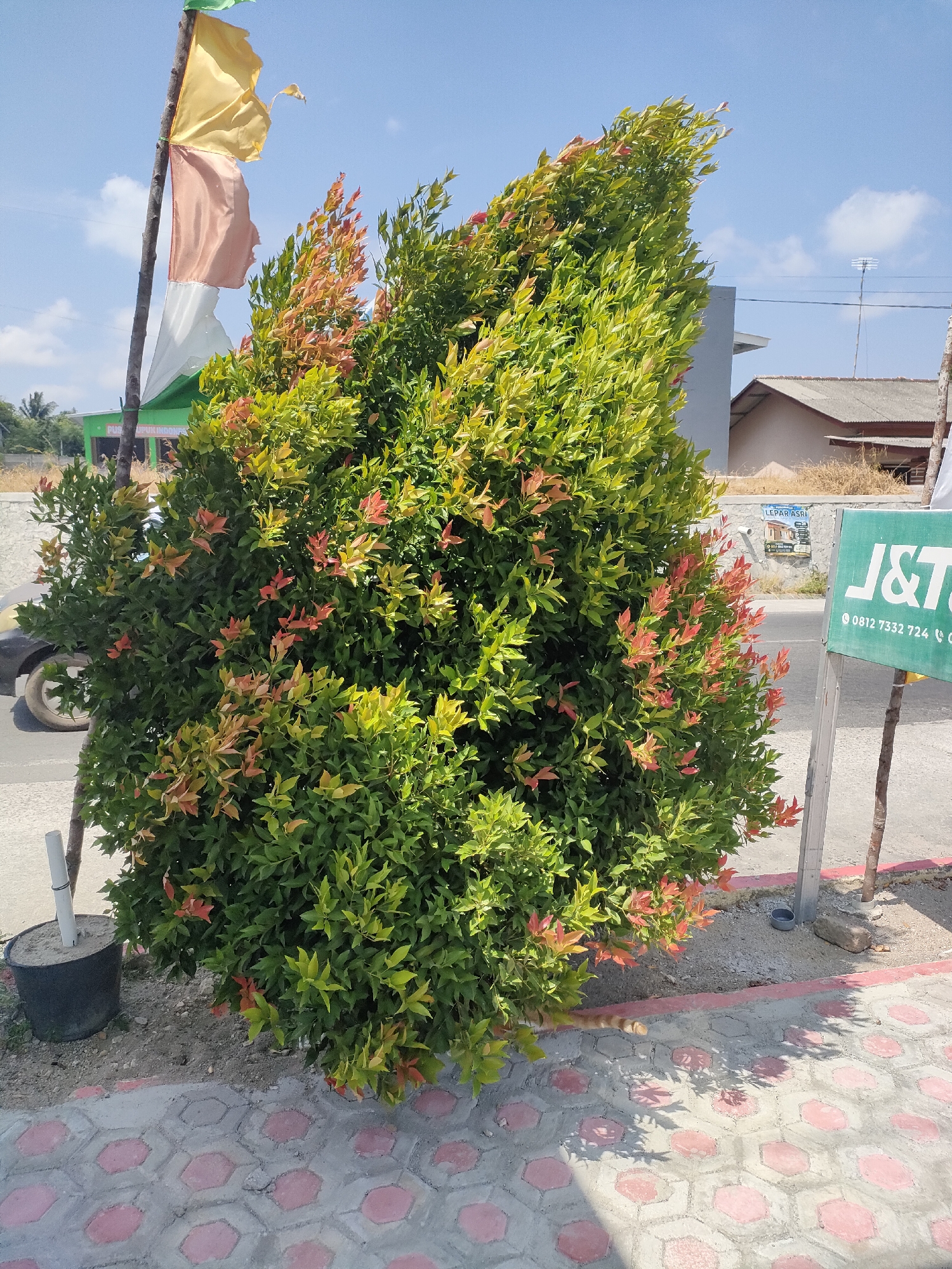 In Sungailiat, Indonesia, a vibrant green bush with new red-tinged leaves is situated on the edge of a sidewalk paved with hexagonal concrete tiles and red accents. A black plastic pot with sand and a white pipe stands to the left of the bush. Behind the bush, a flag on a wooden pole displays yellow, peach, and white sections. Further in the background, a light-colored building with a gray facade and a tiled roof is visible, along with a street and a green sign with white lettering that reads "J&T". The sky is clear blue with a few scattered clouds. The scene appears to be outdoors, under daylight conditions, suggesting a commercial or residential area within the city.